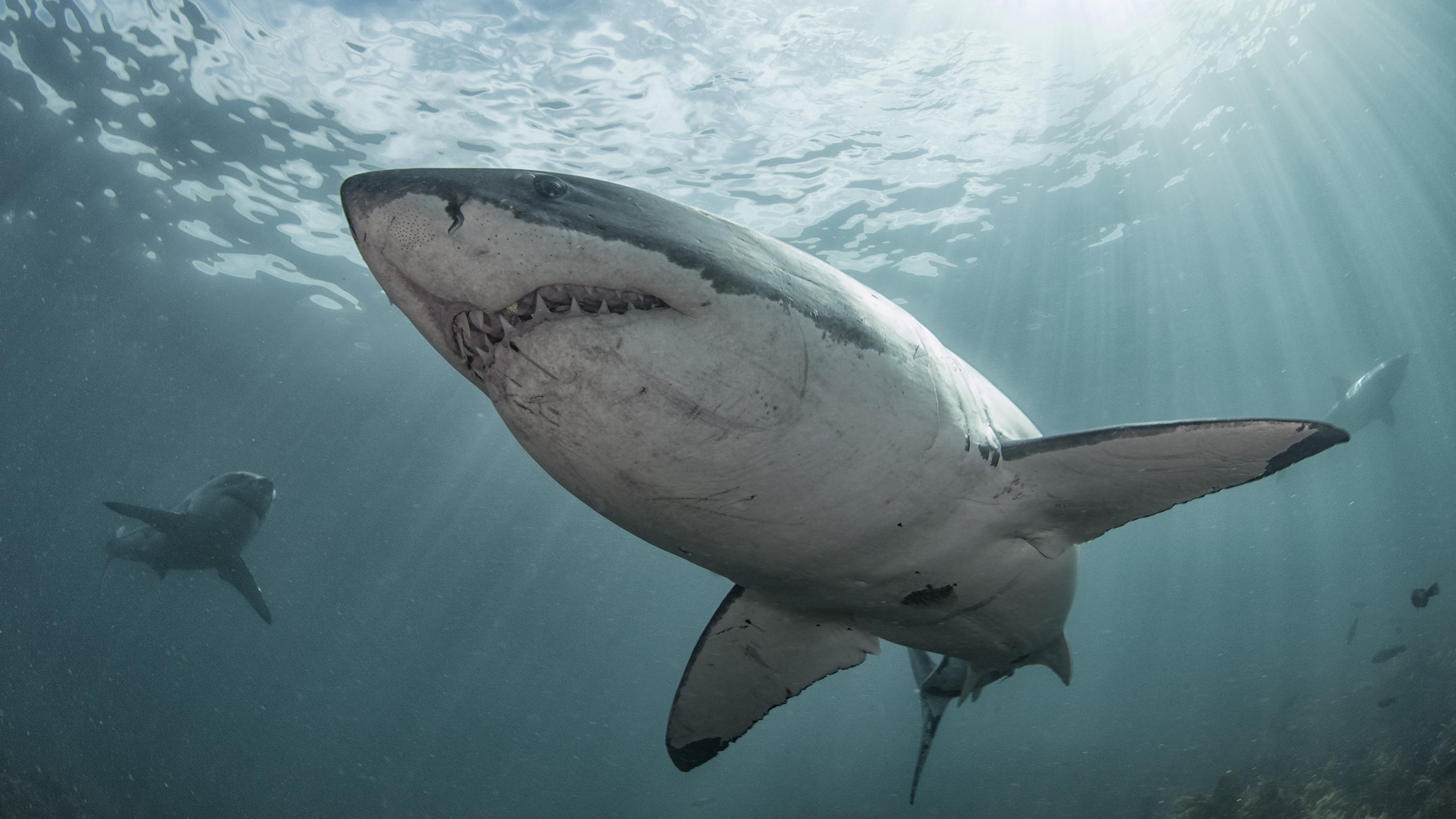 Jaws Awakens