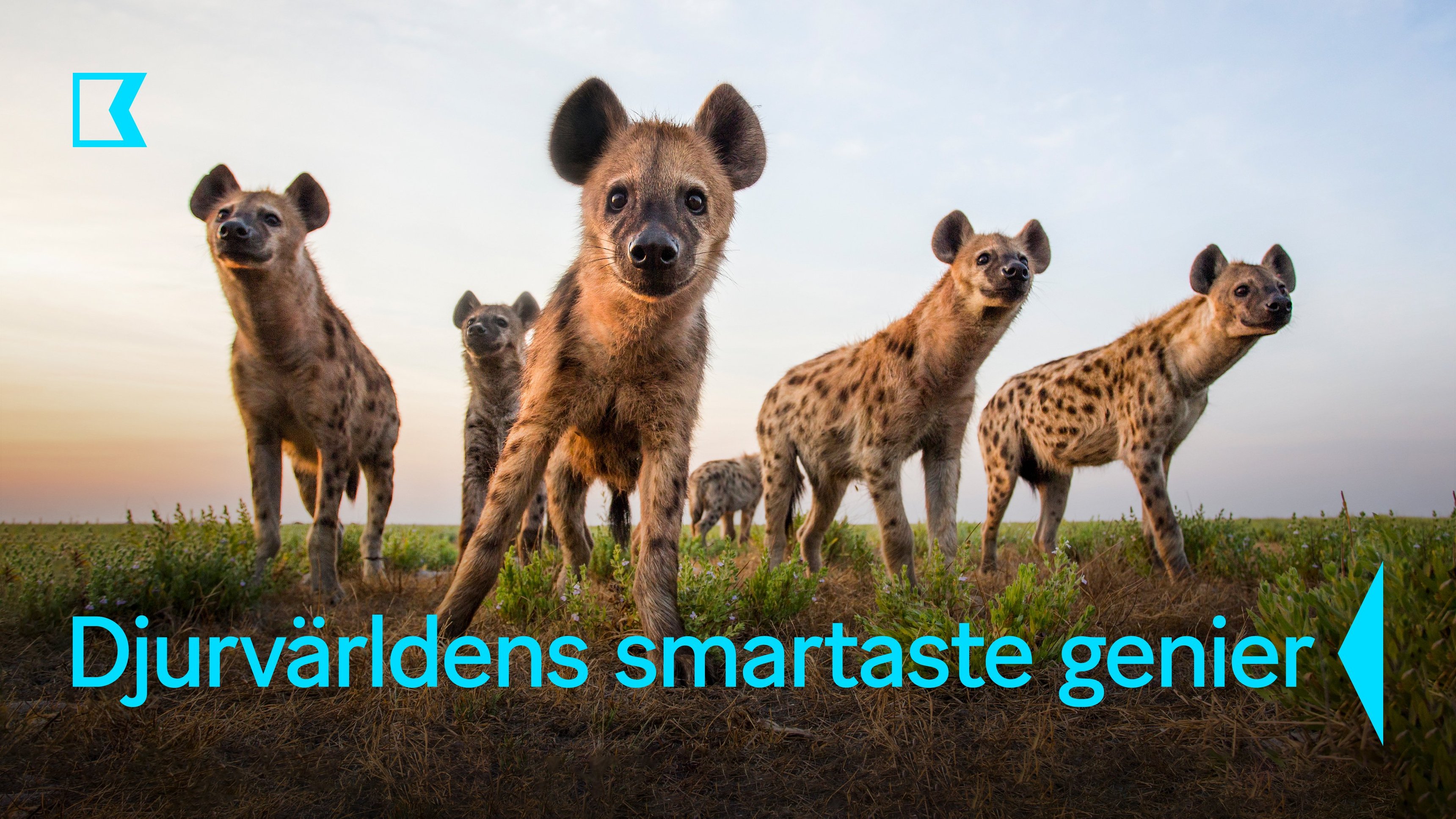 Djurvärldens smartaste genier
