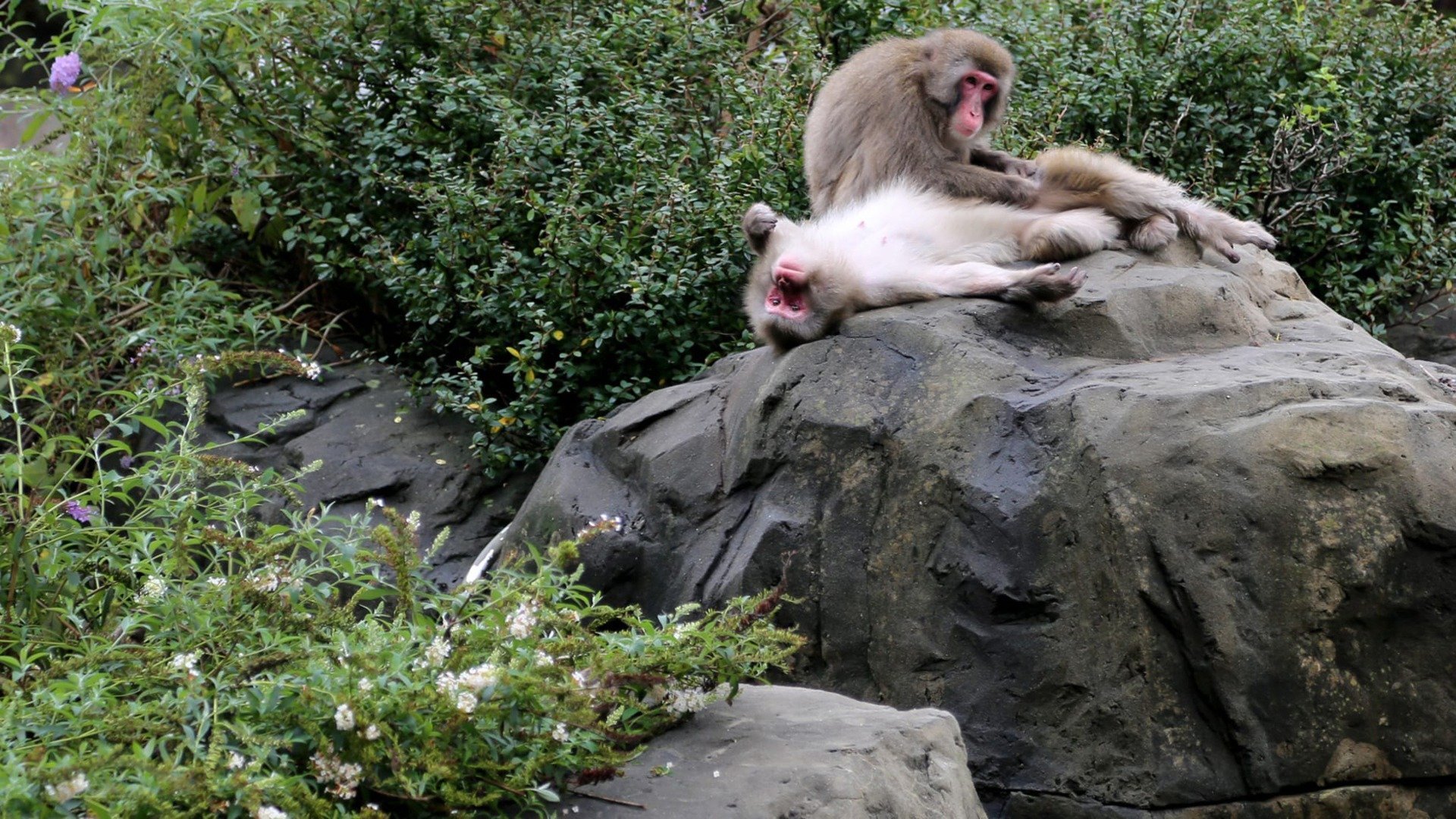 9. Snow Monkey Social