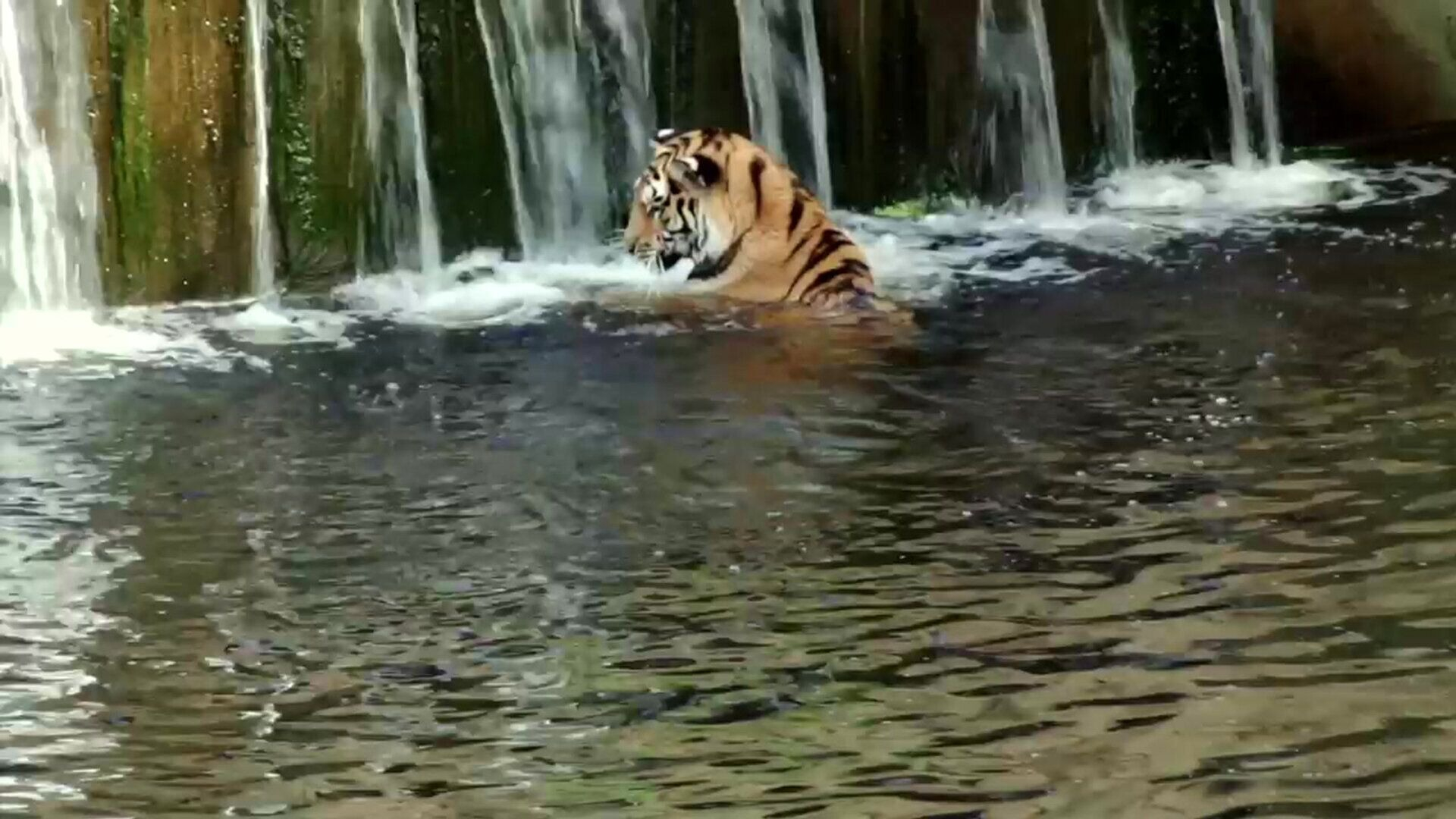 38. Tiger simmar i vattnet