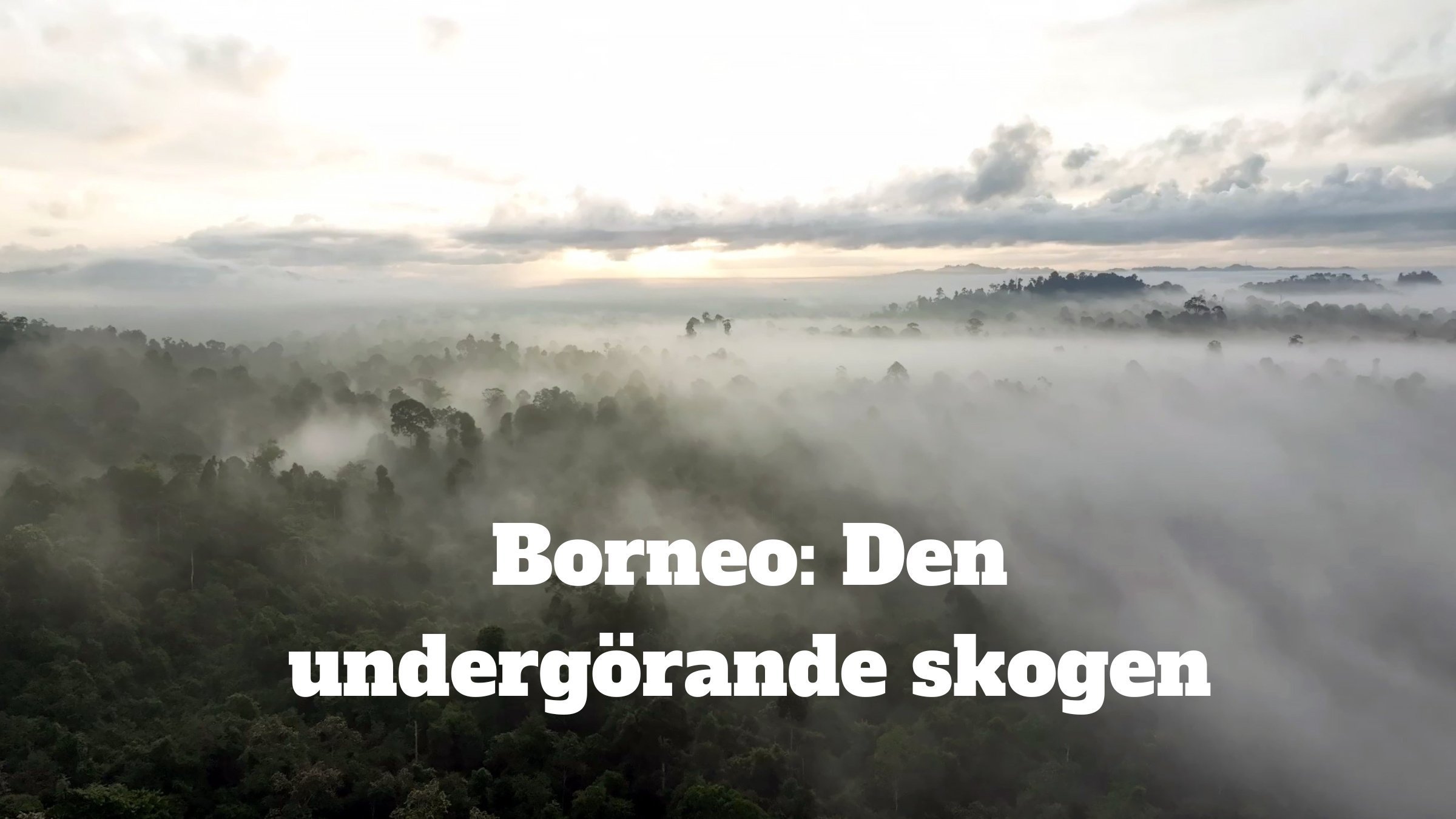 Borneo: Den undergörande skogen