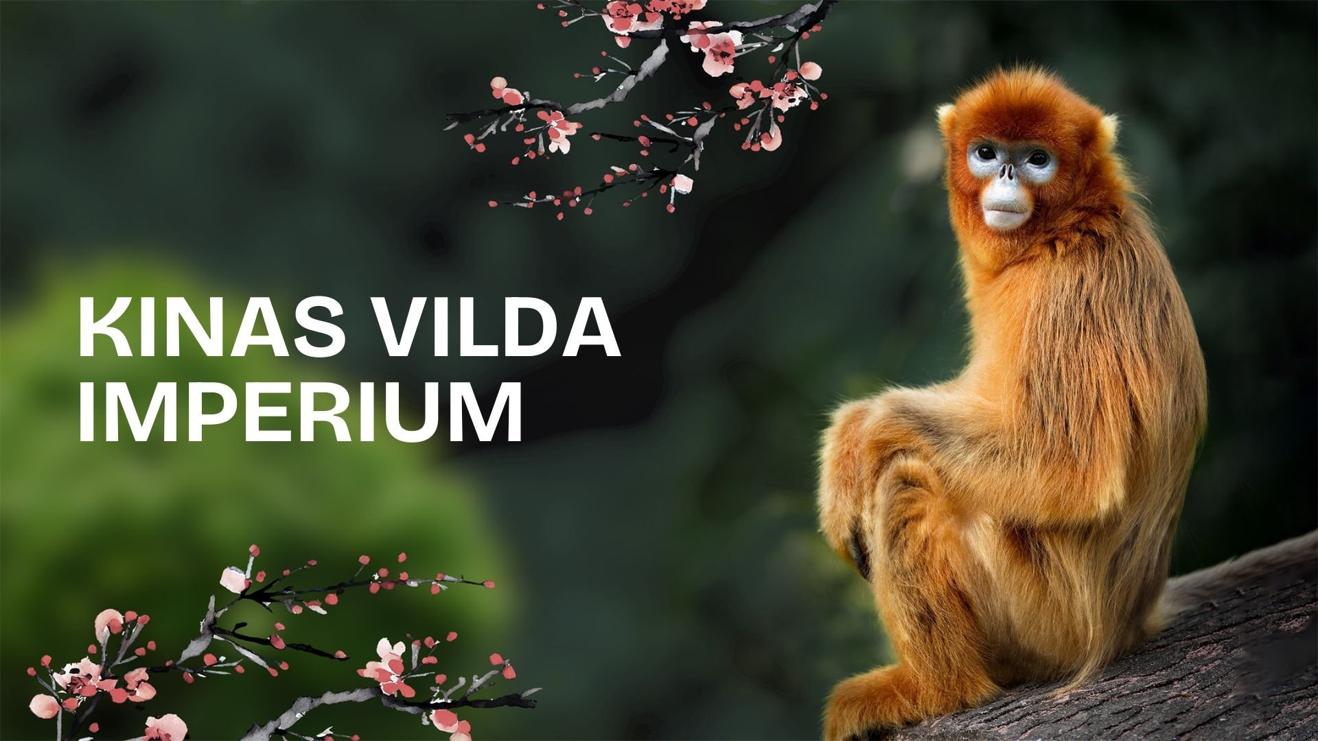 Kinas vilda imperium