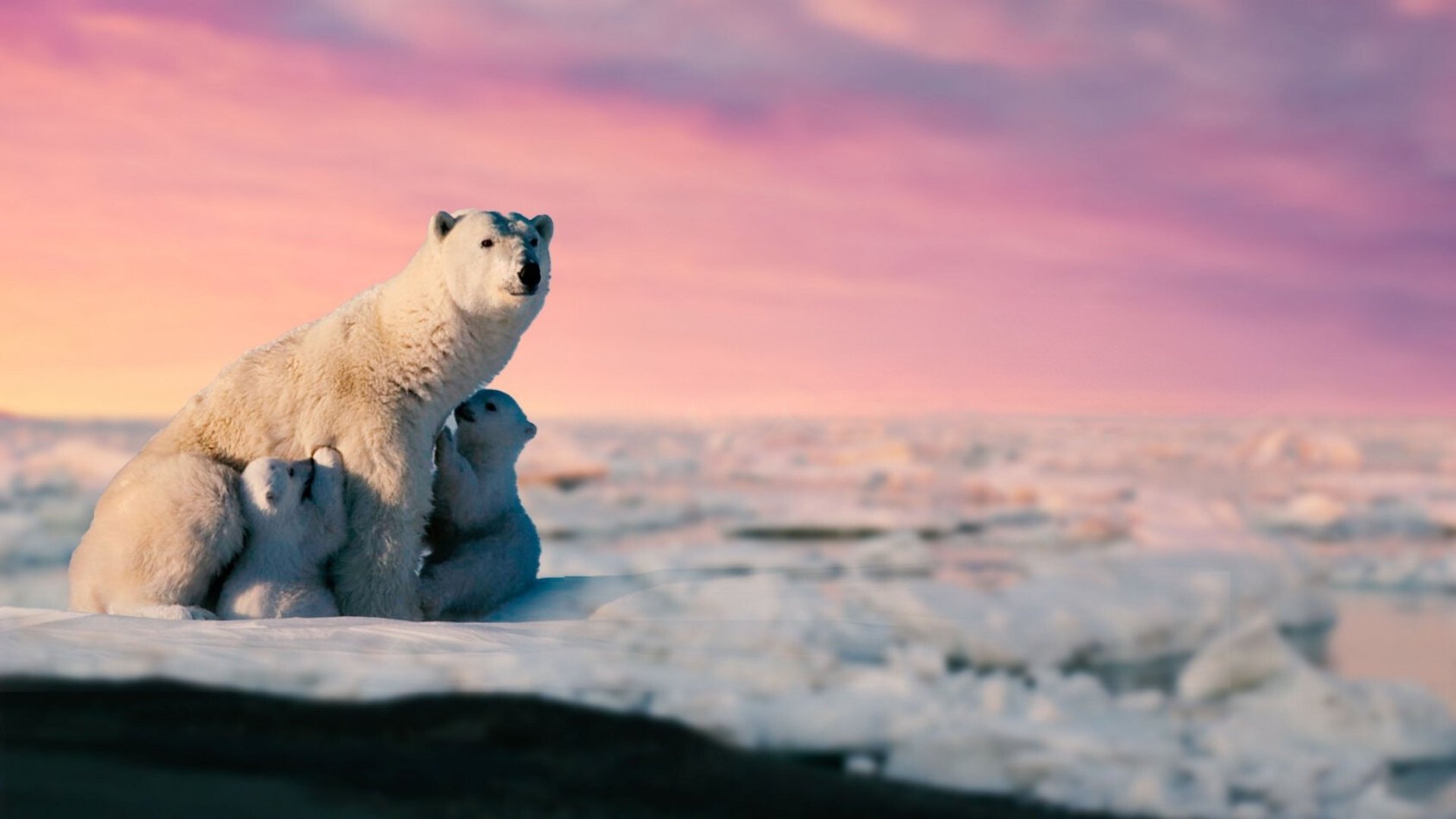 Icy Coast