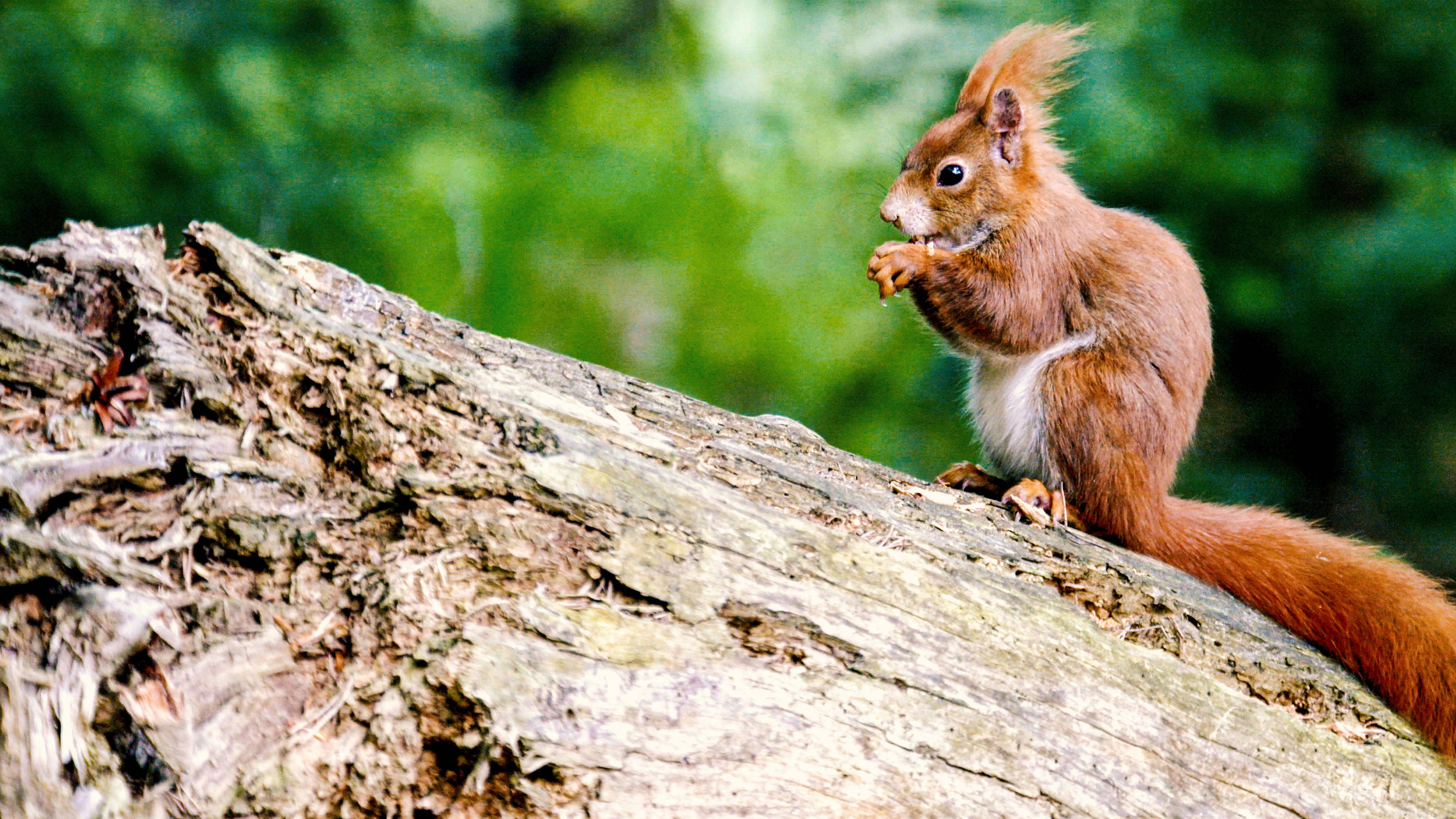 Secrets of Squirrels