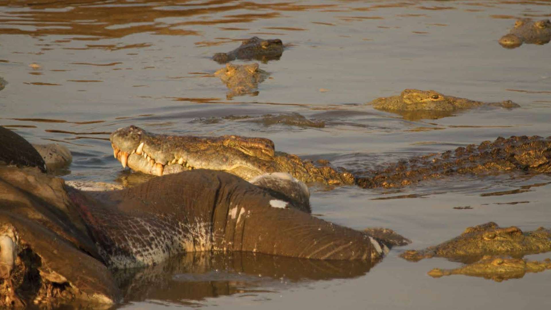 Death at the River
