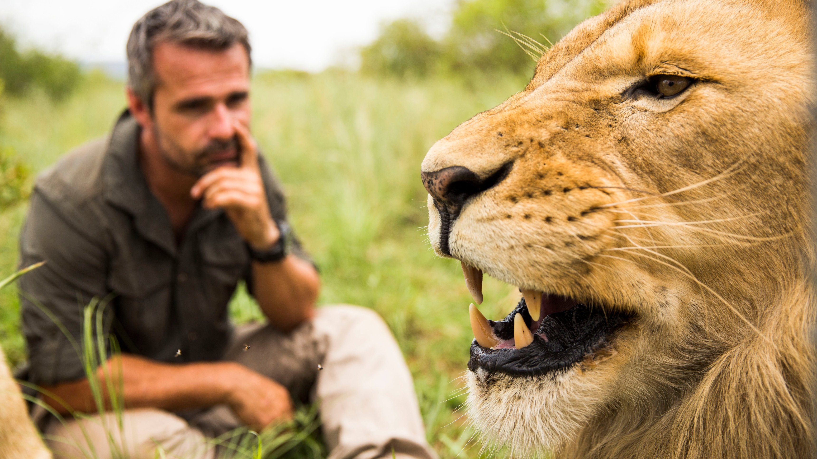 Konsten att vara kattdjur