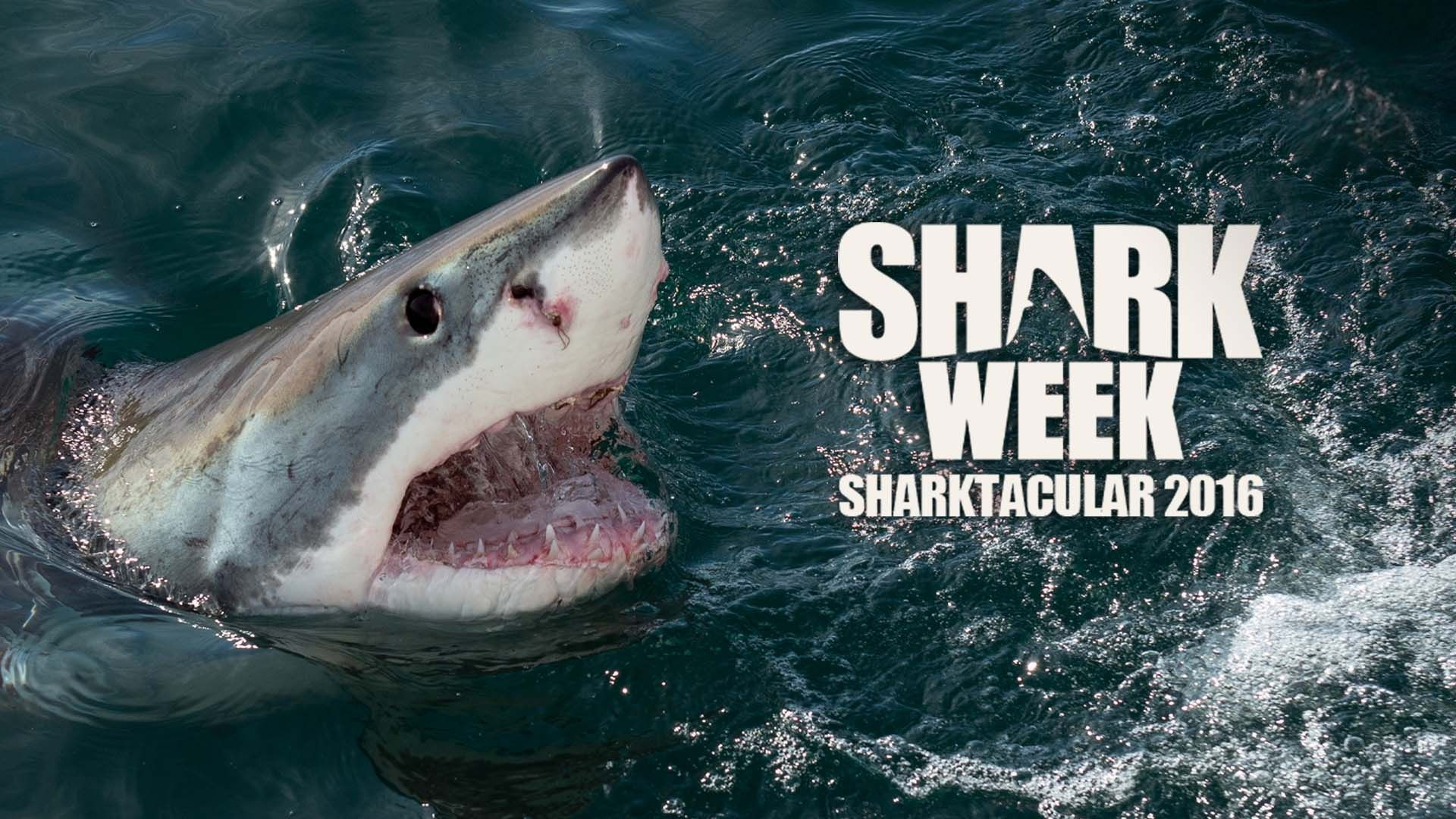 Sharktacular 2016