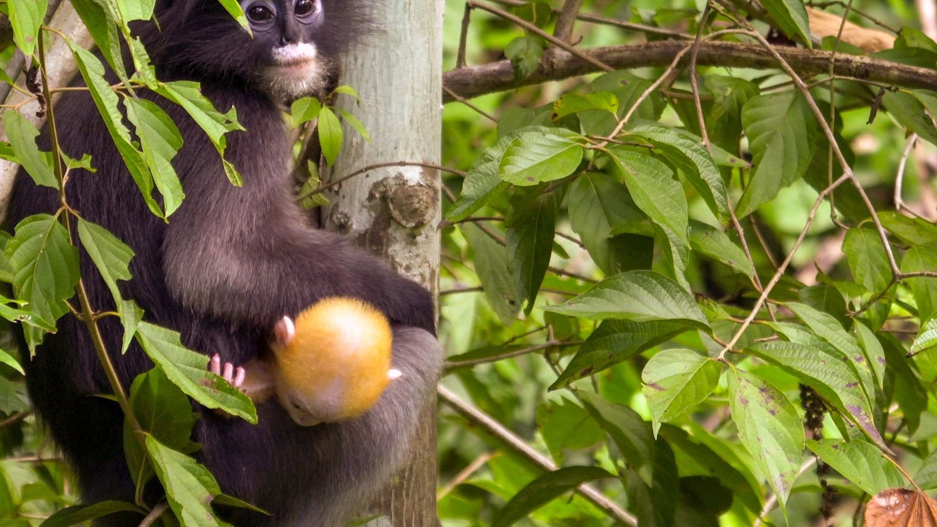 Färgernas skog: Thailands Tenasserim-kullar