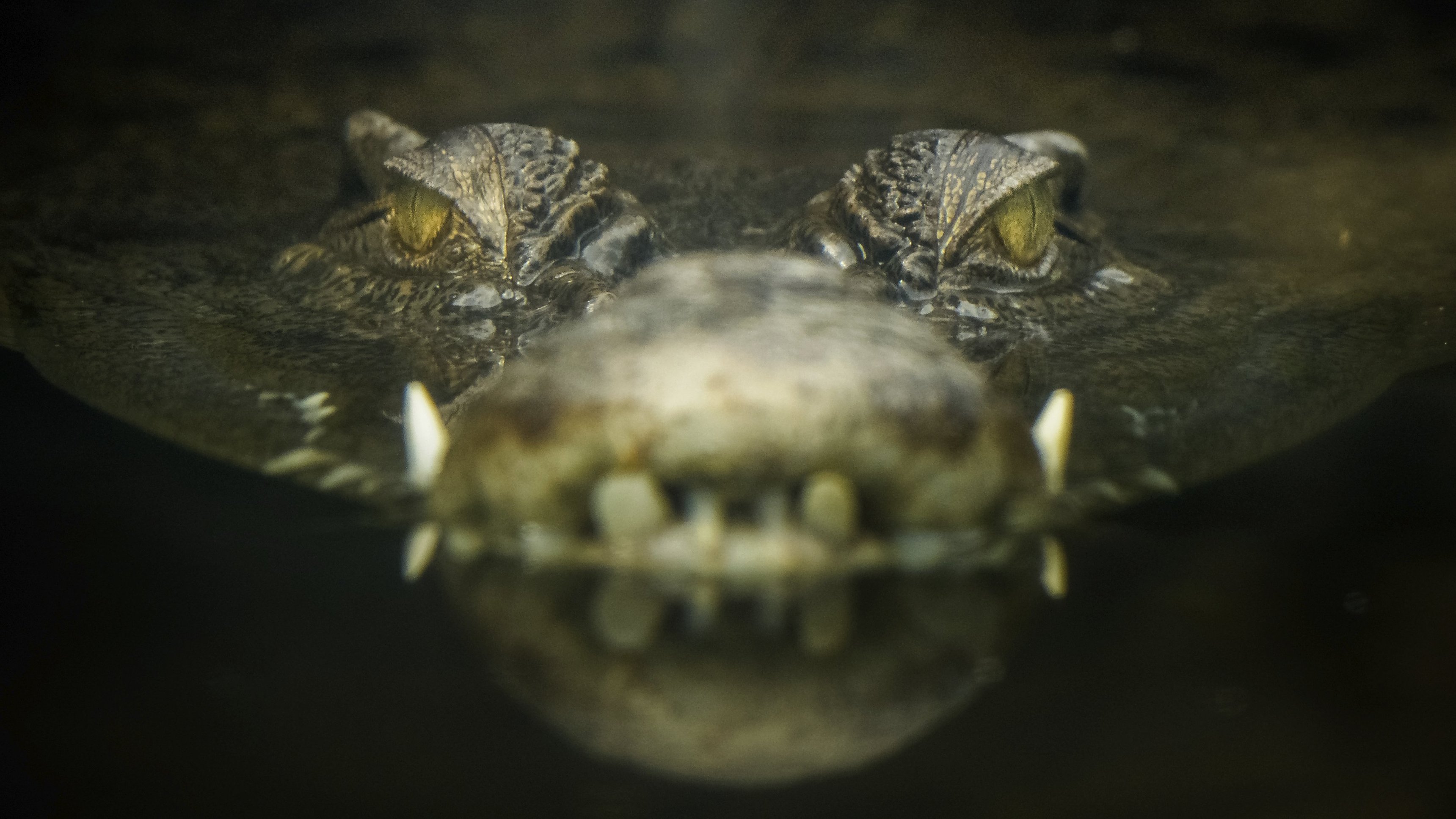 Lair Of The Killer Crocs