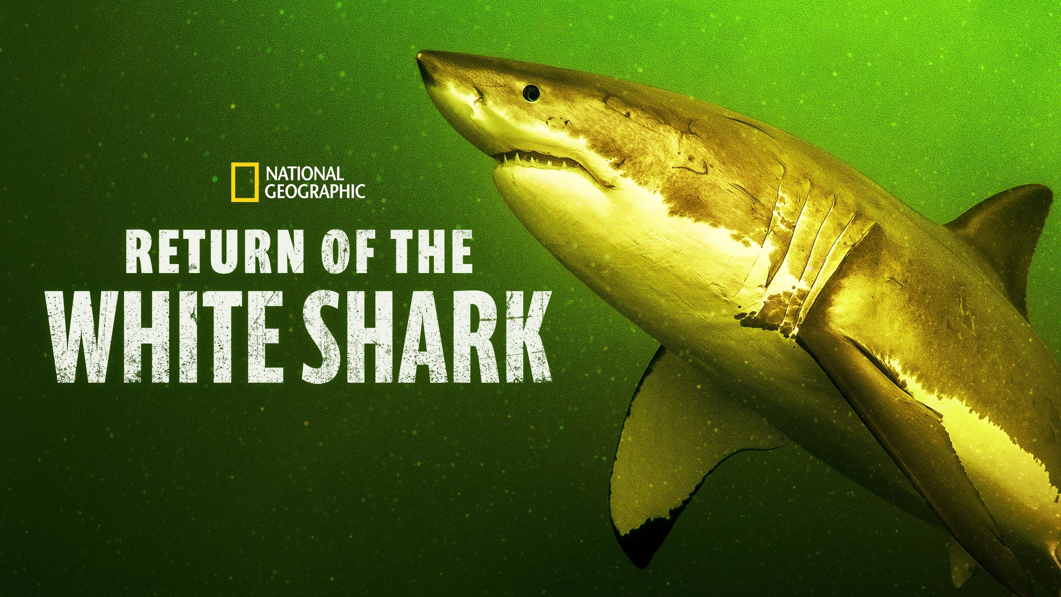 Return of the White Shark