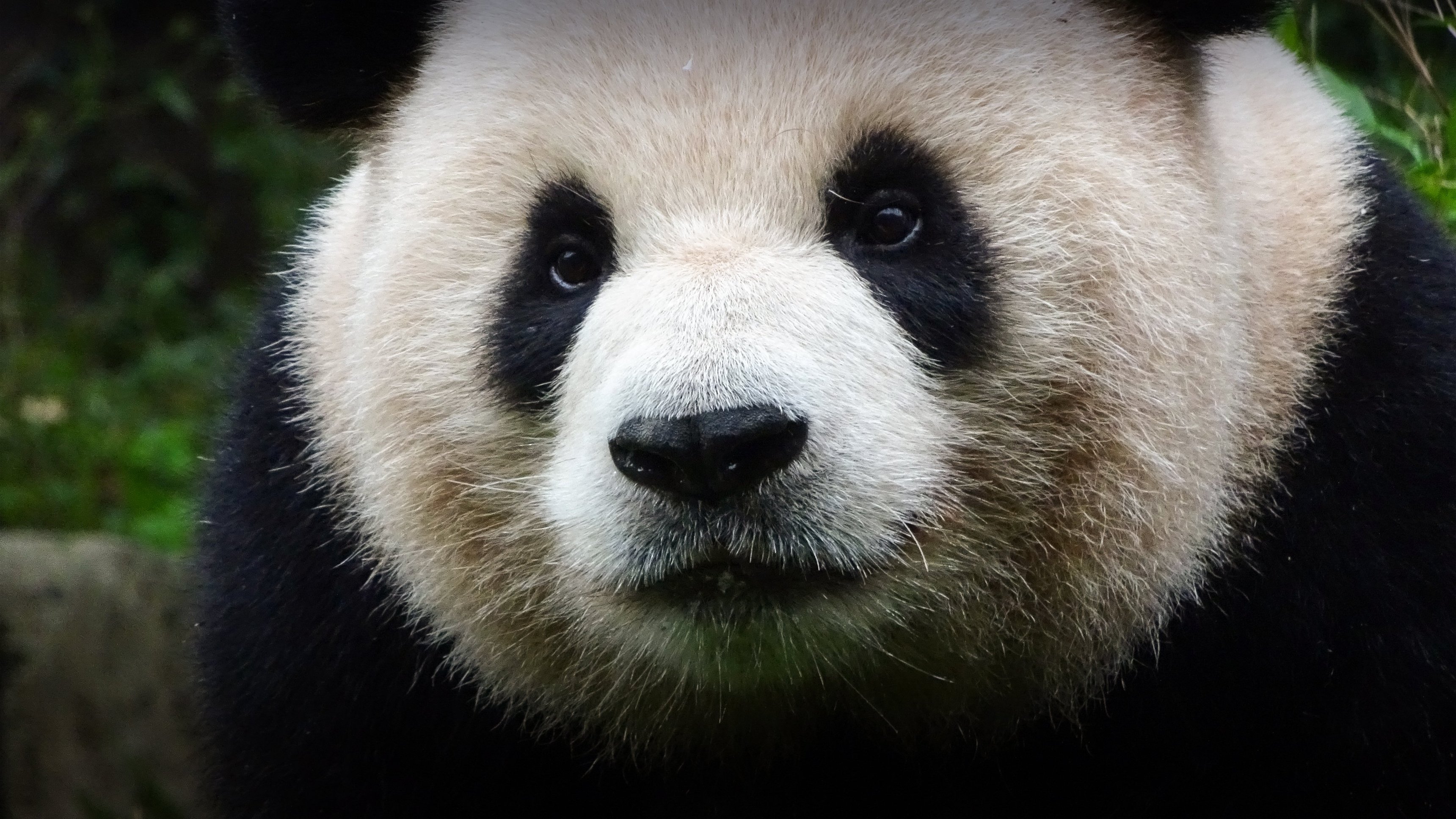 Världens natur: Sommar