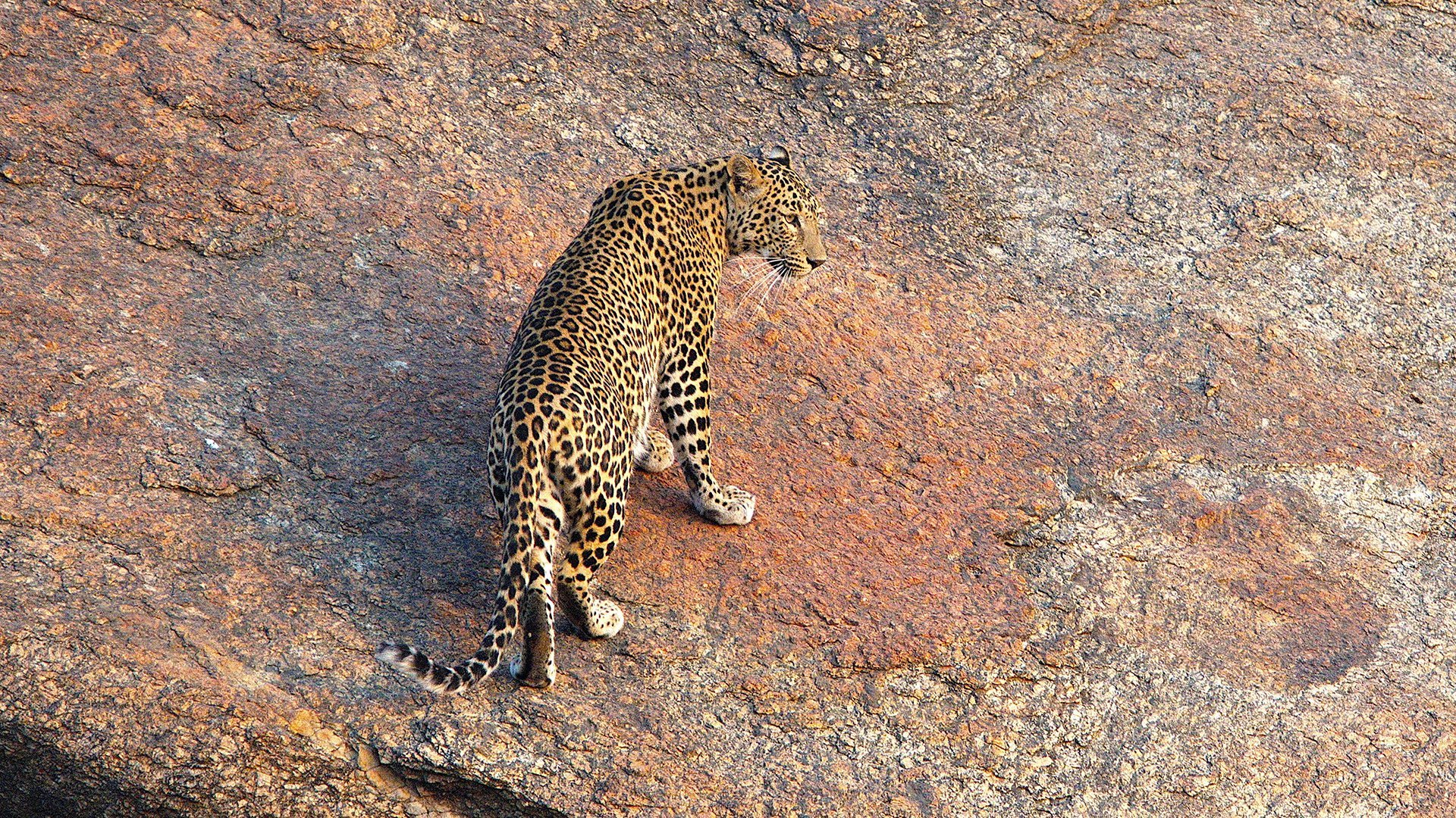 Världens natur: Leopardklippan