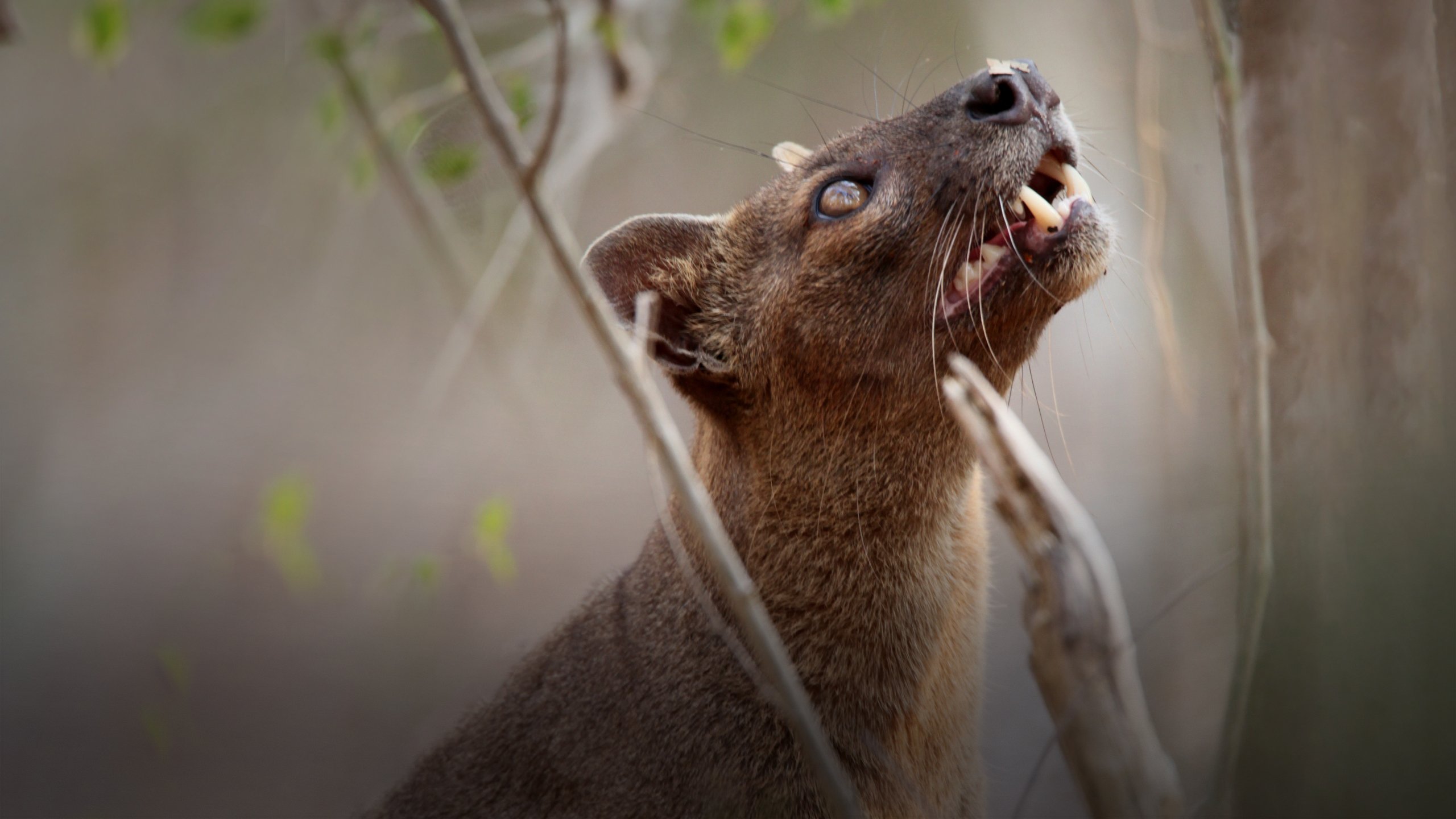 Det okända Madagaskar