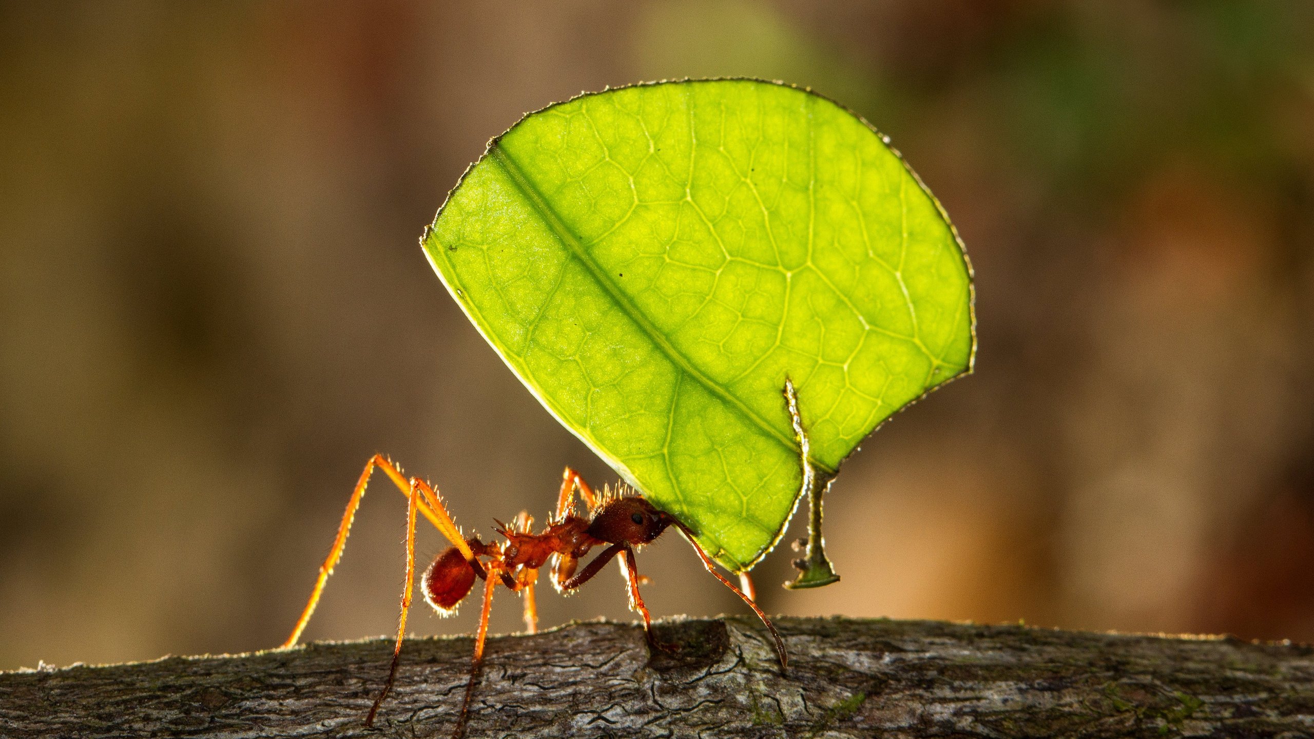 Extrema insekter