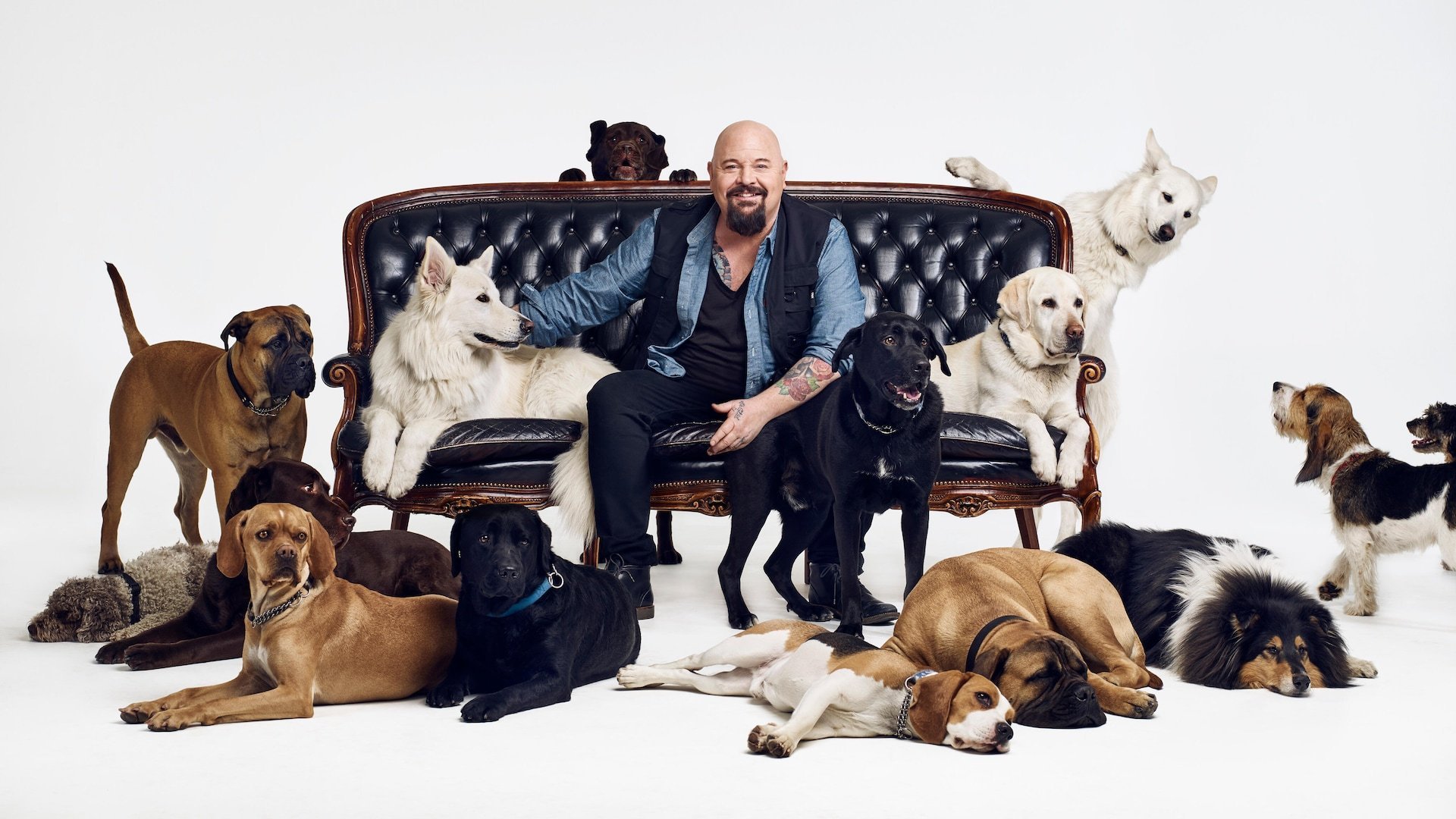 Bagges hemlösa hundar