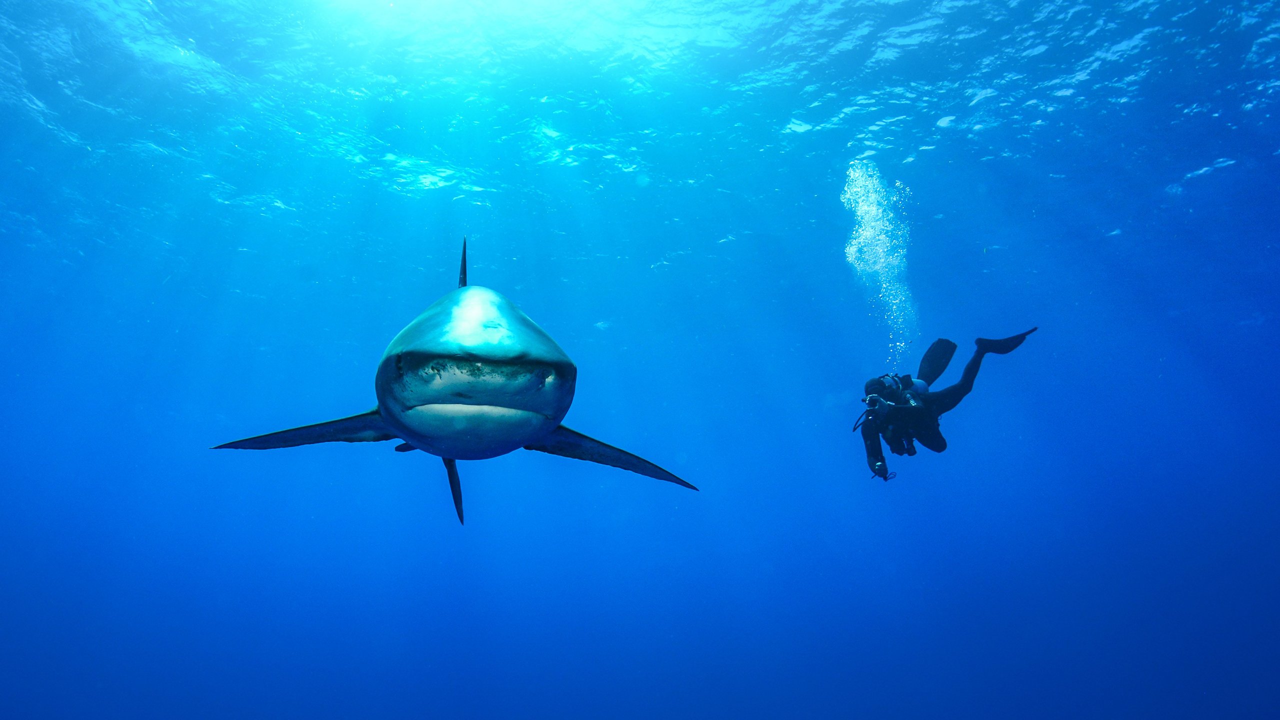 Deadliest Shark
