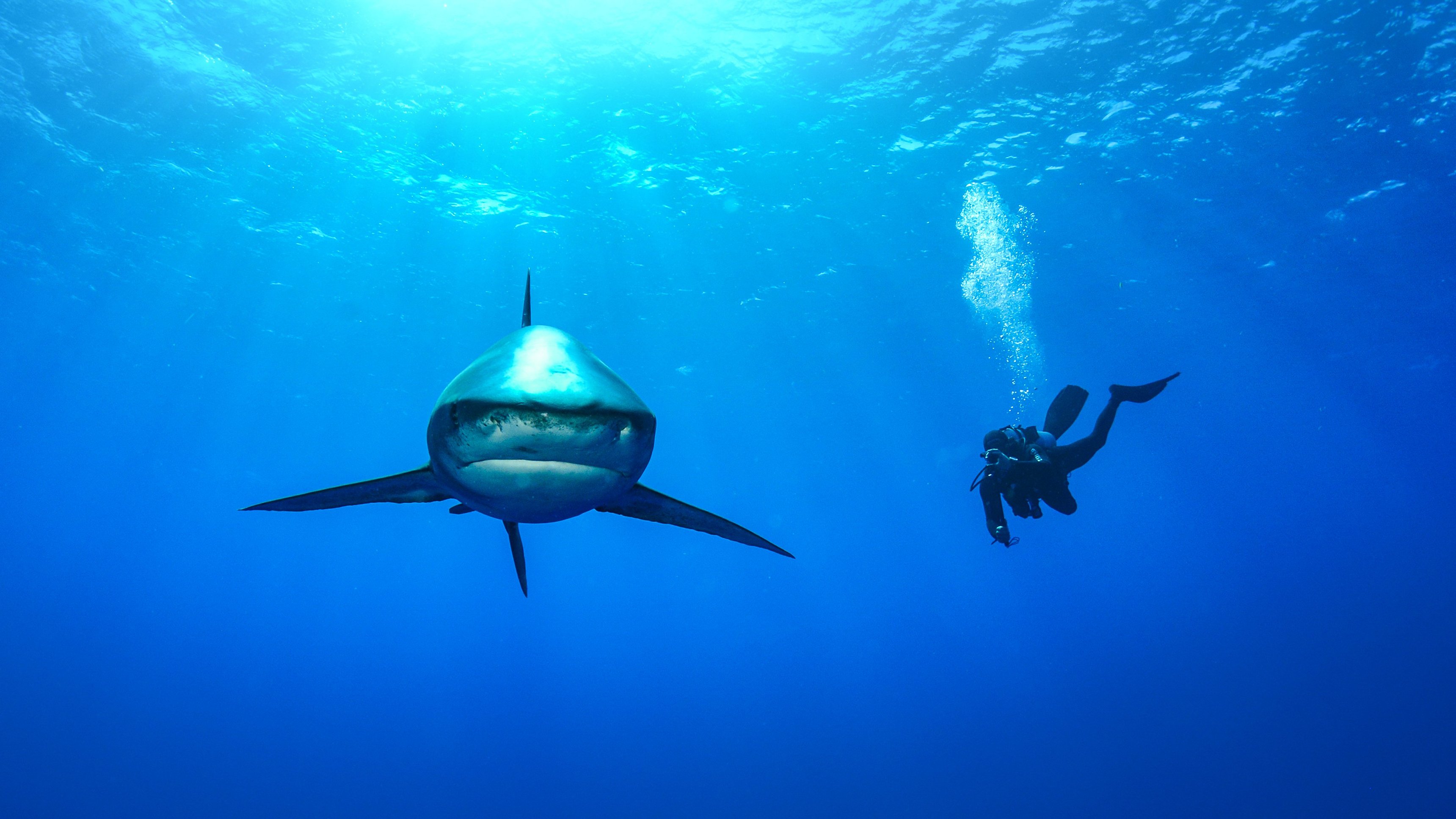 Deadliest Shark
