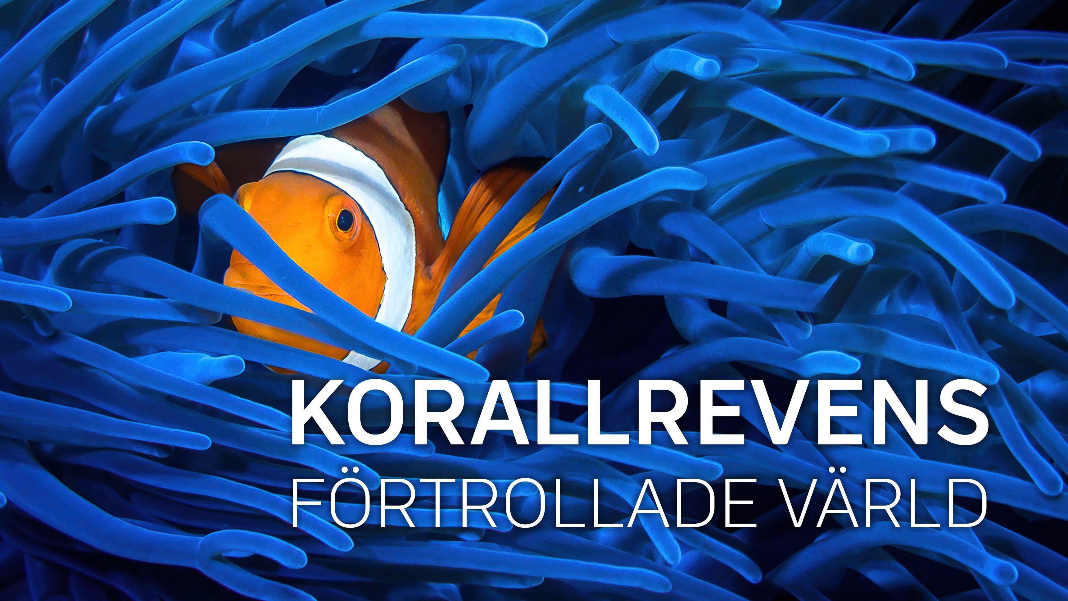 Korallrevens förtrollade värld