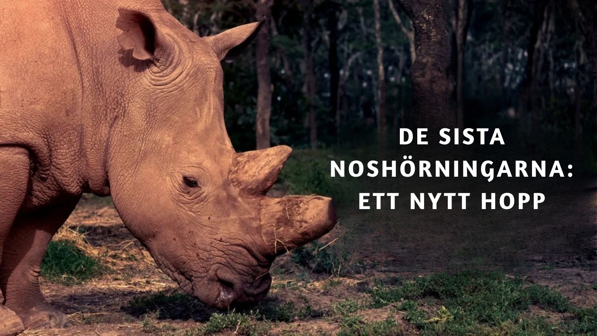 De sista noshörningarna: Ett nytt hopp