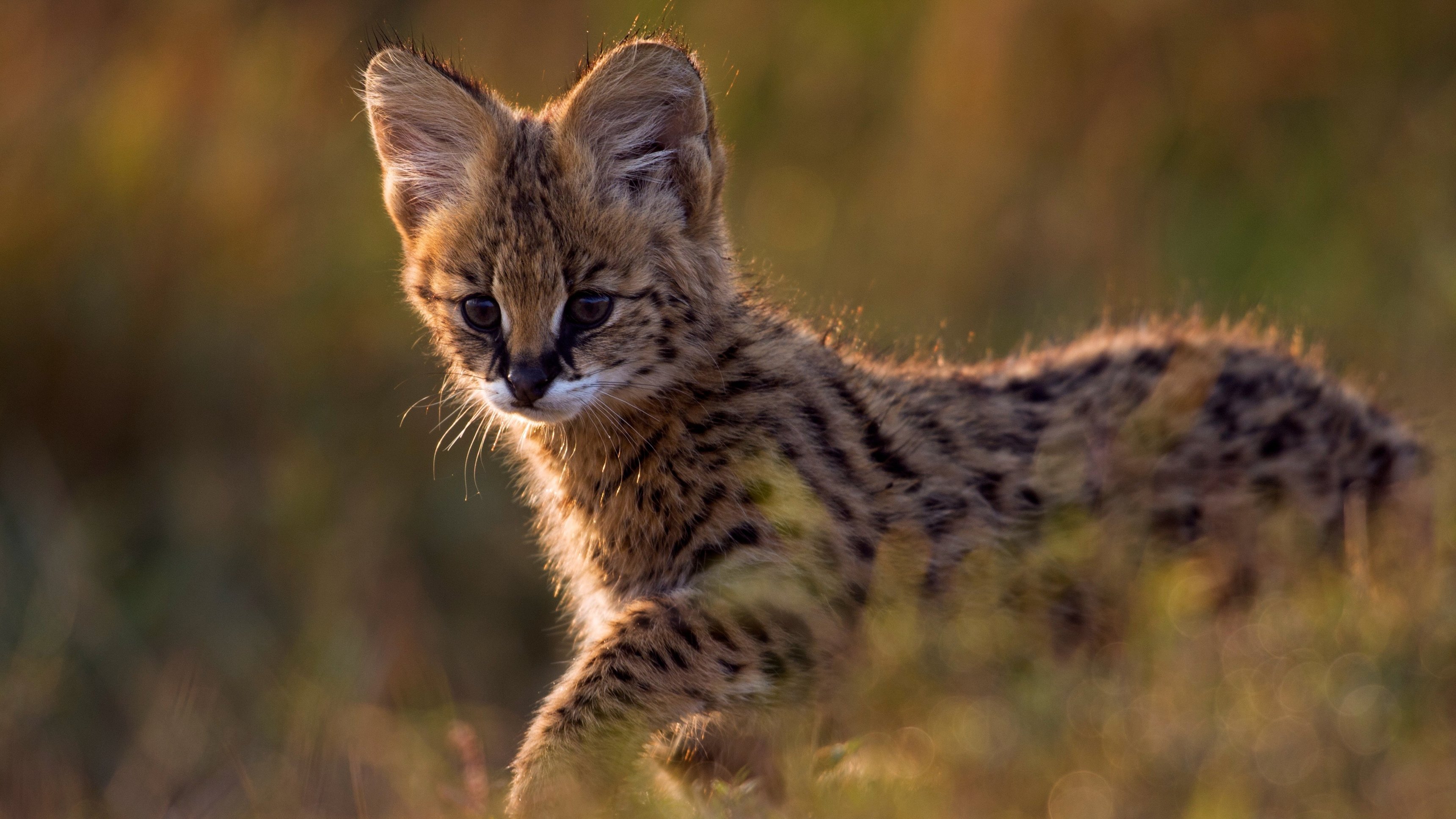 13. Kattattack