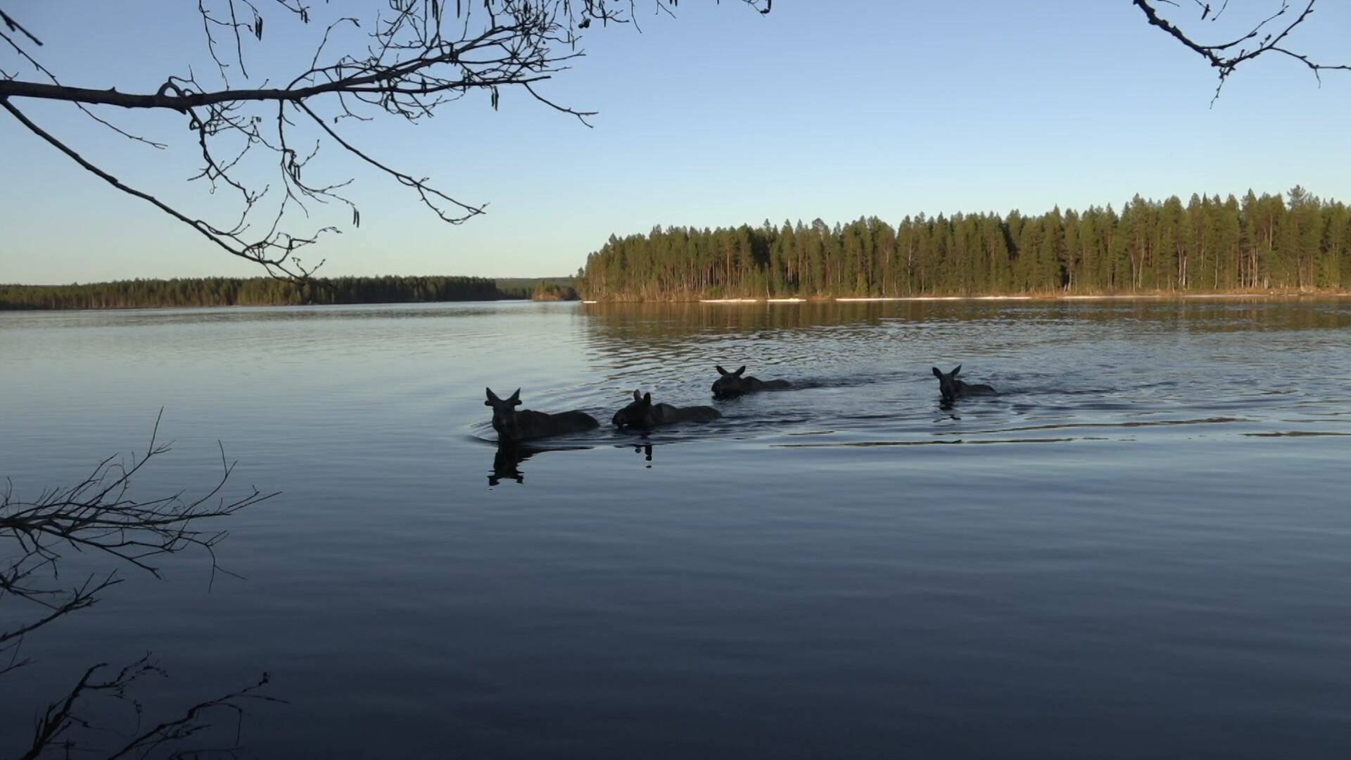 Älgvandringen - höjdpunkter 2024