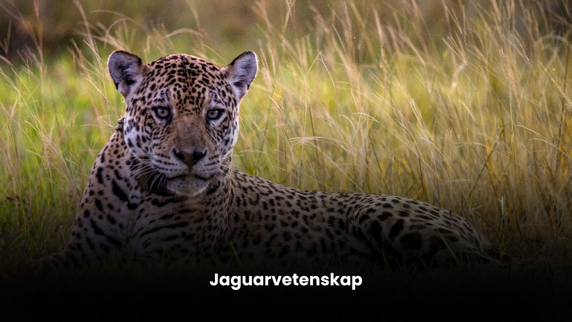 Jaguarens värld