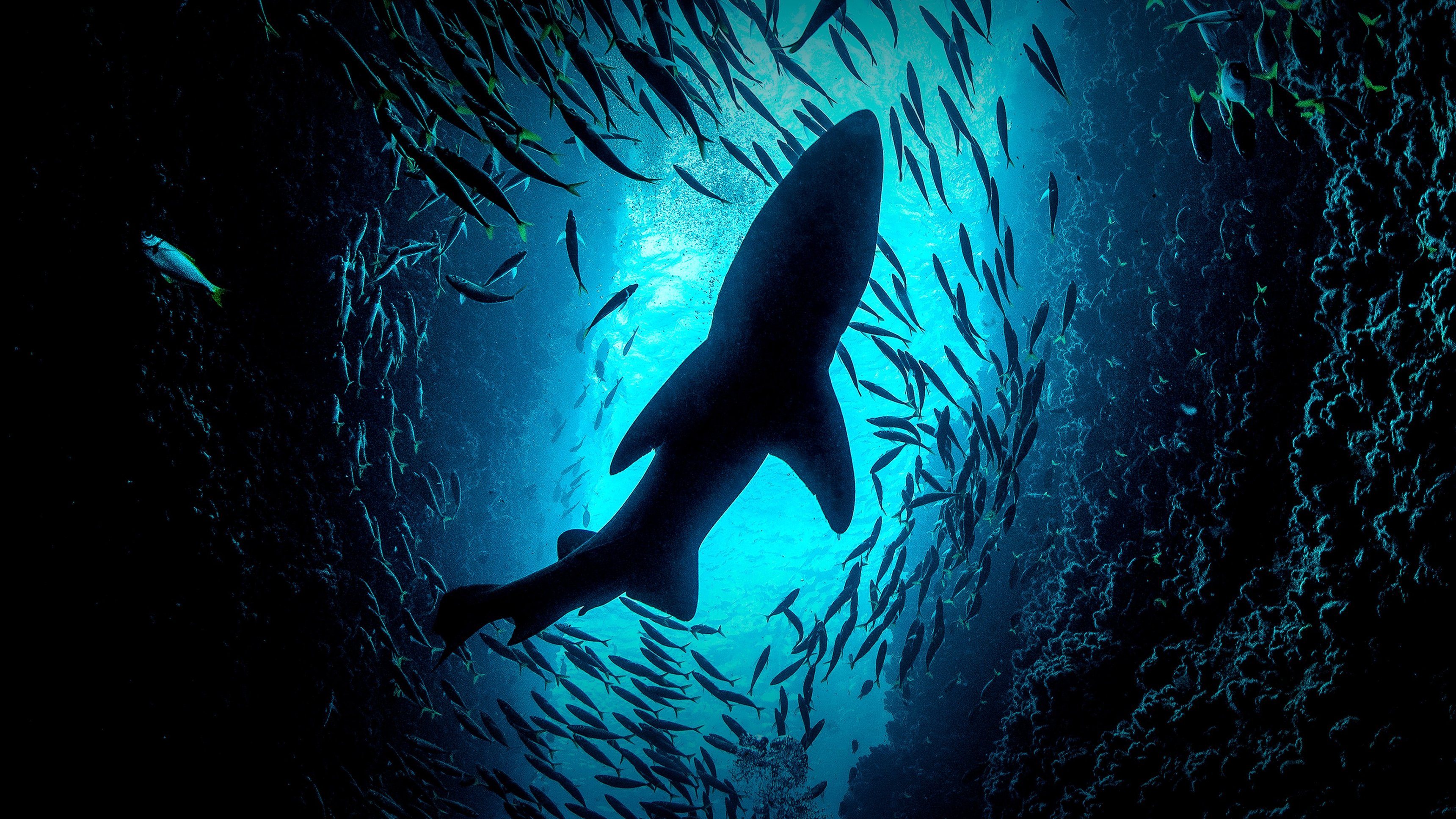 Shark Week Immersion