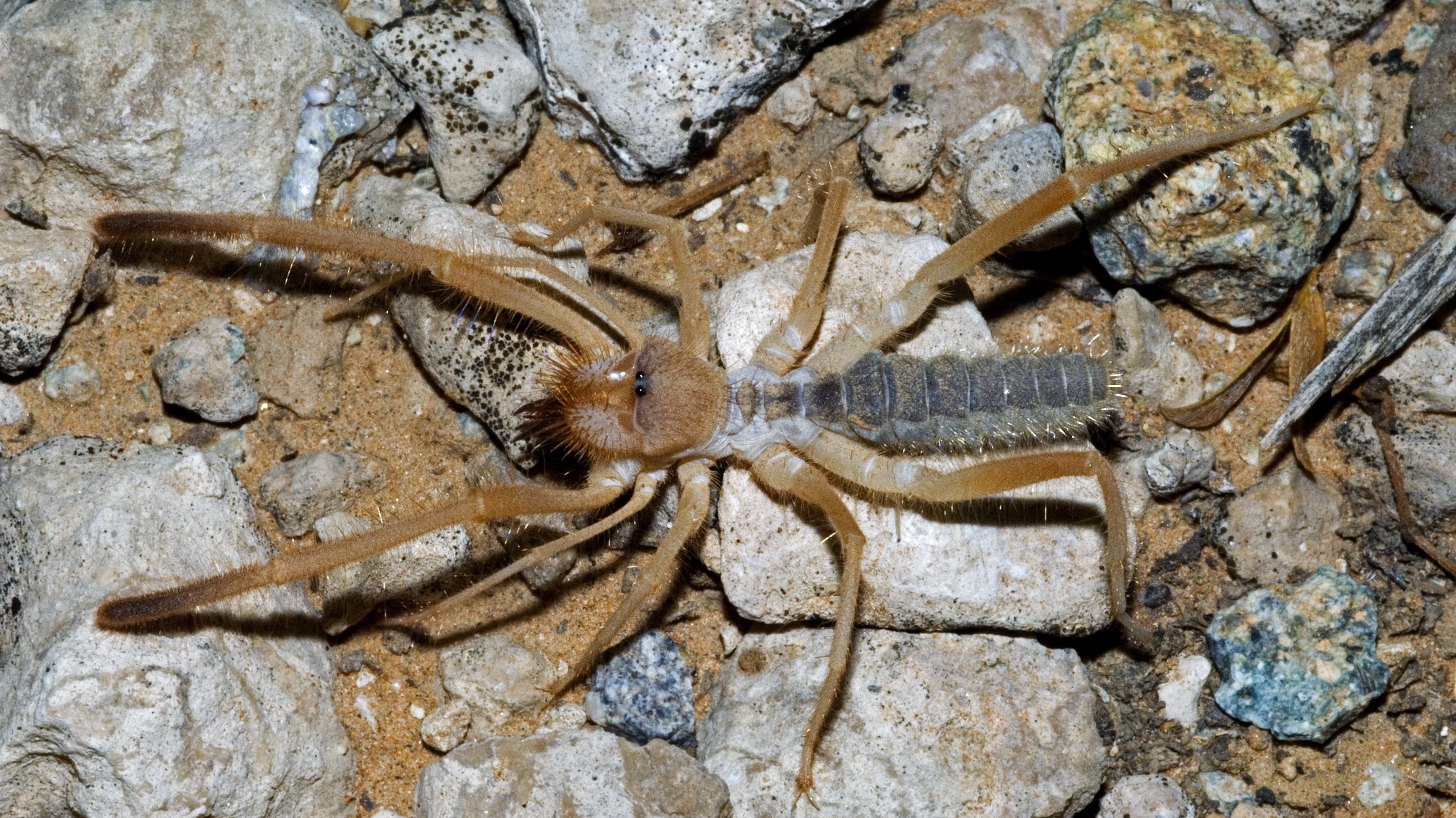 17. Tenlegged Terror