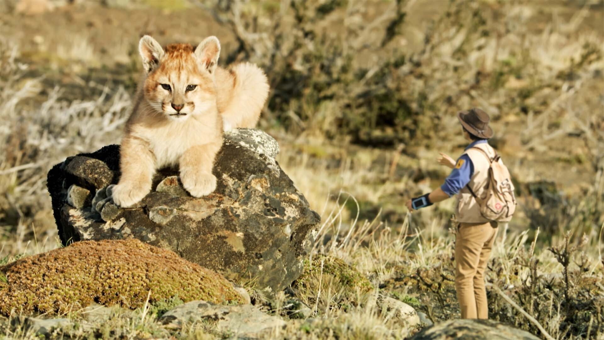 3. Andy och puma-ungarna