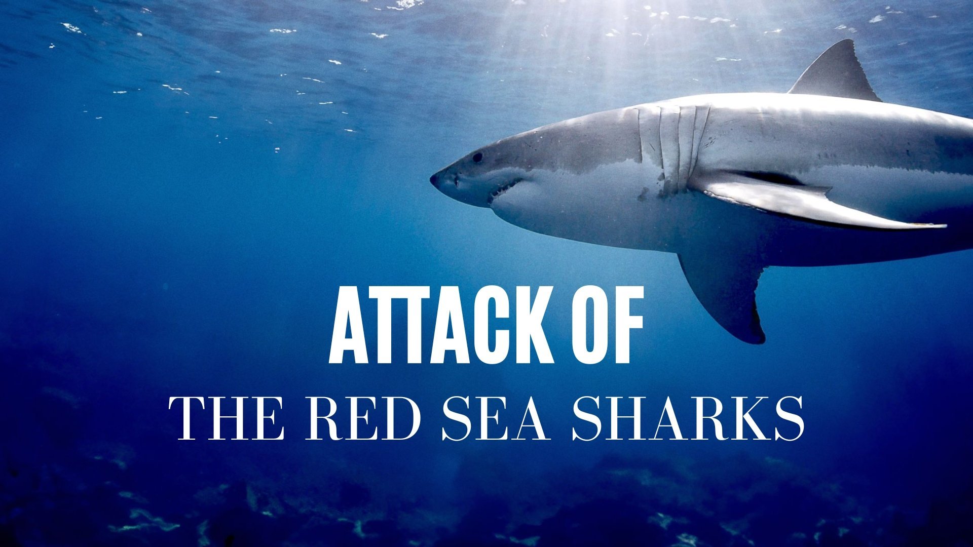 Attack of the Red Sea Sharks