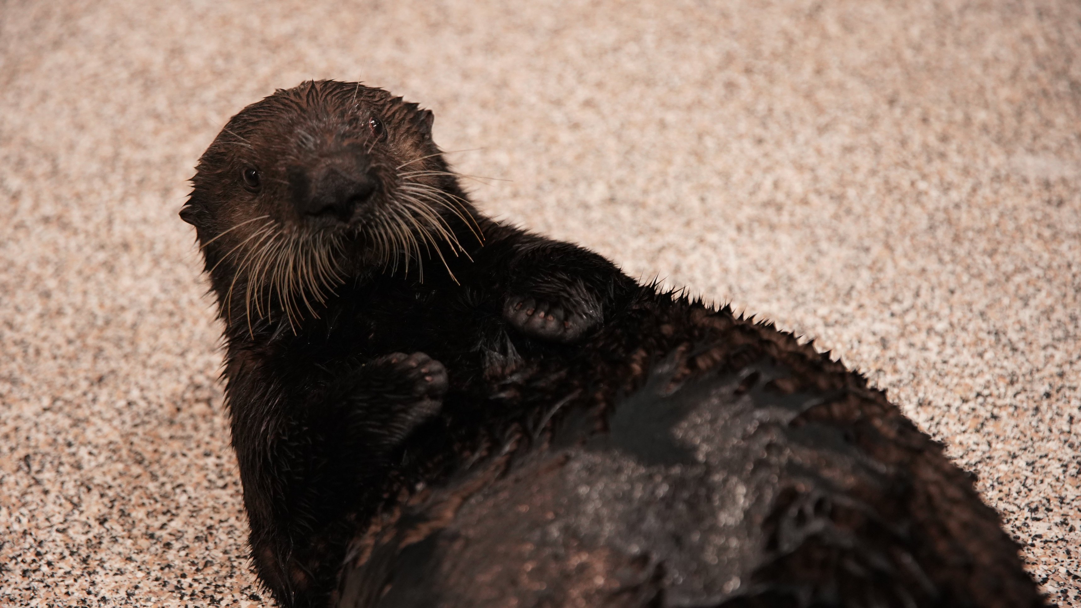 2. Sea Otter Summer Camp