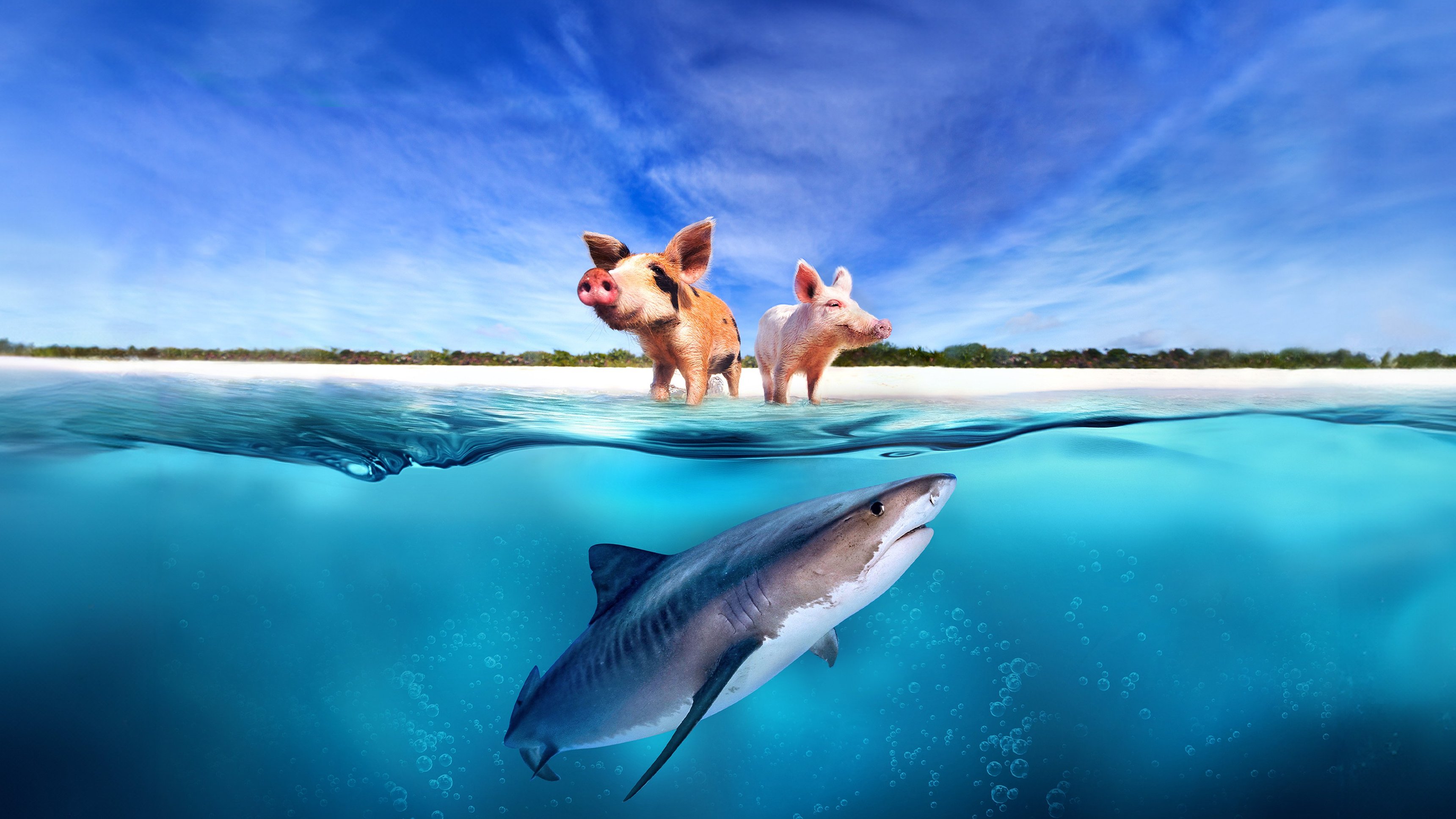 Pig vs Shark
