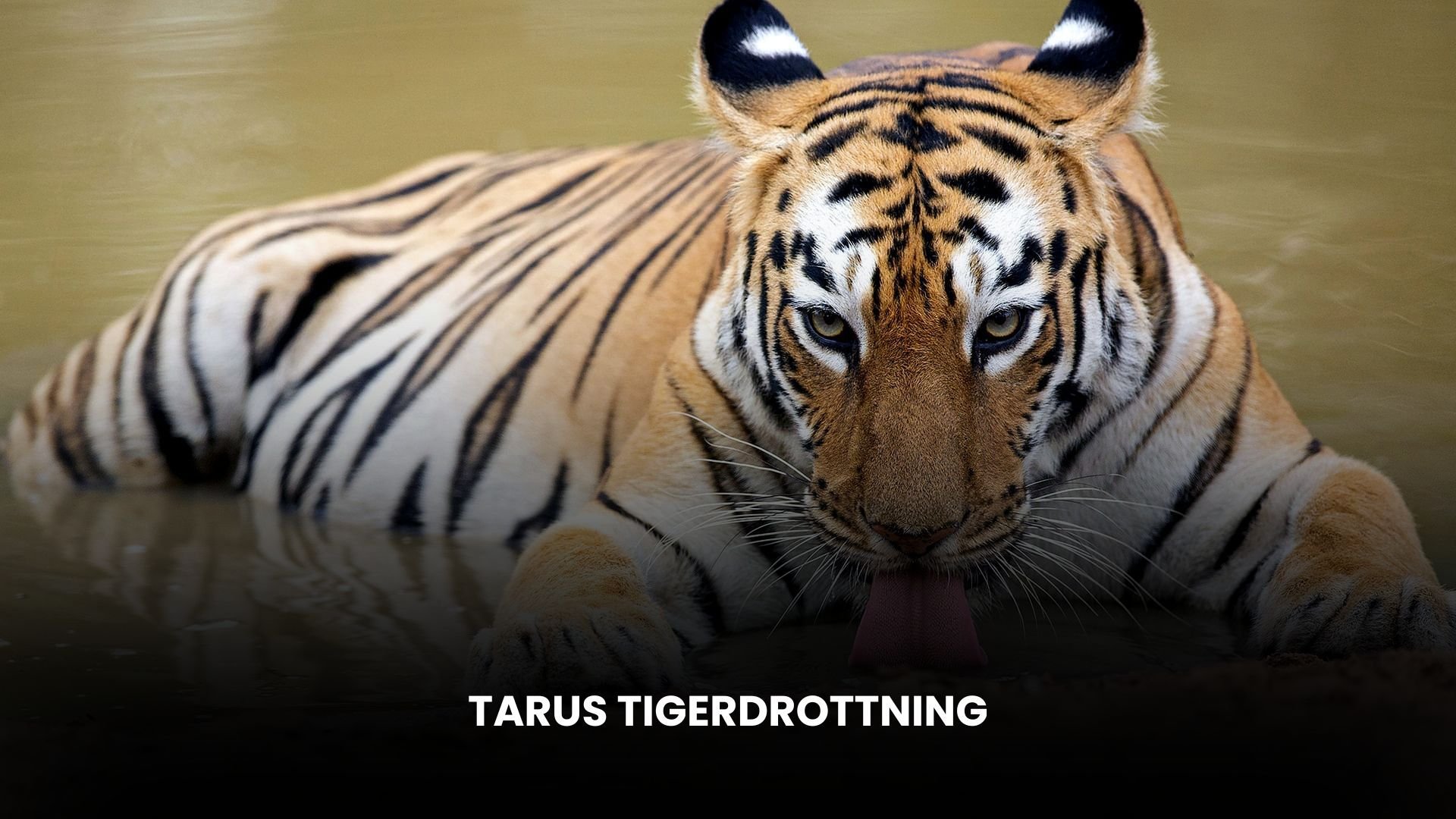 Tarus tigerdrottning