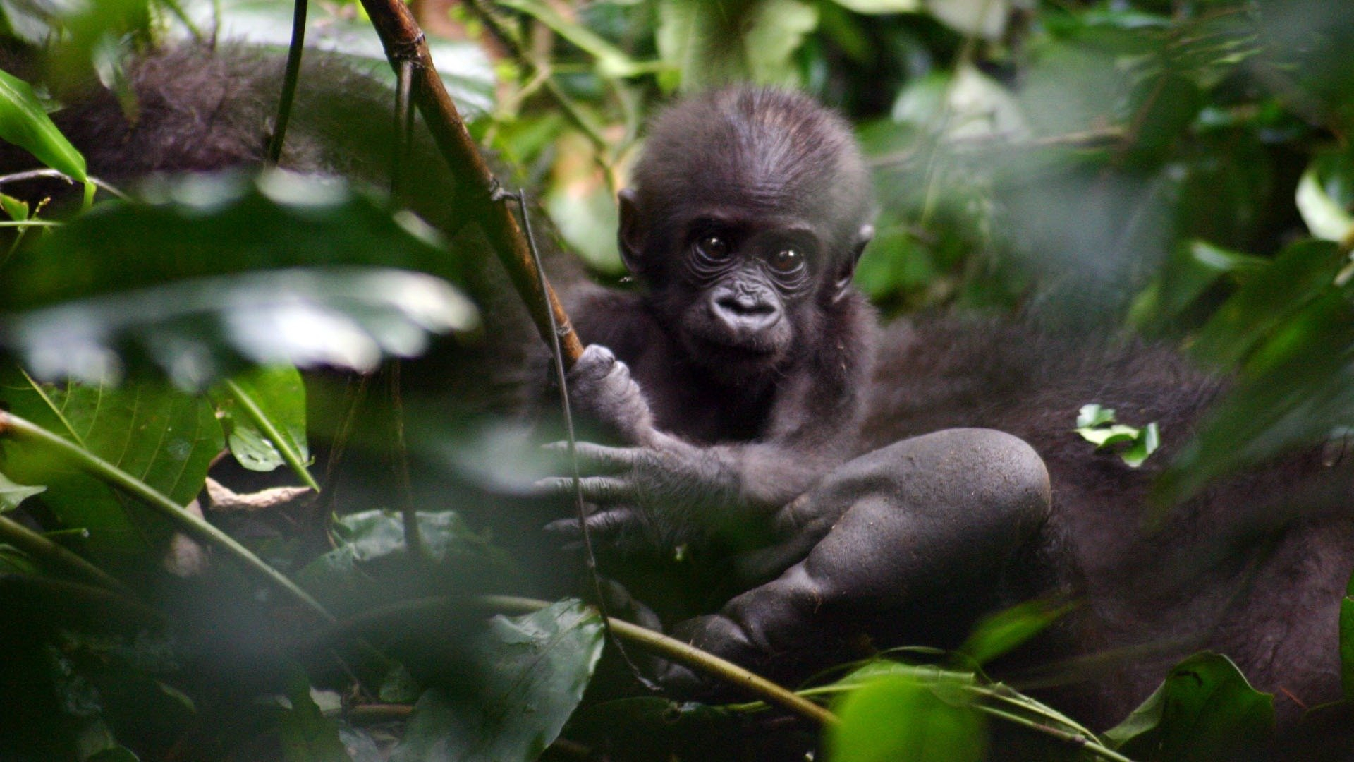 Gåtfulla gorillor