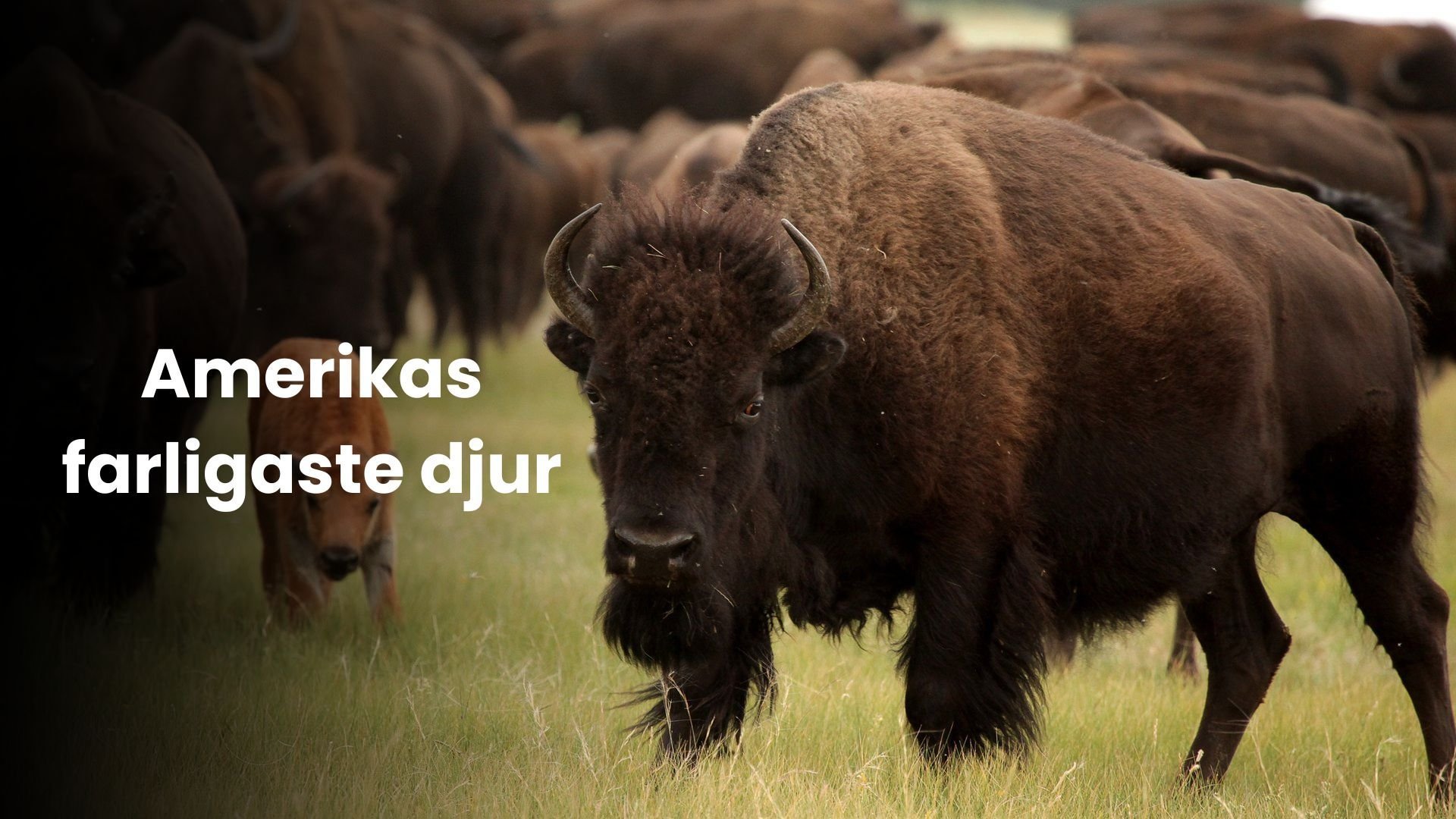 Amerikas farligaste djur