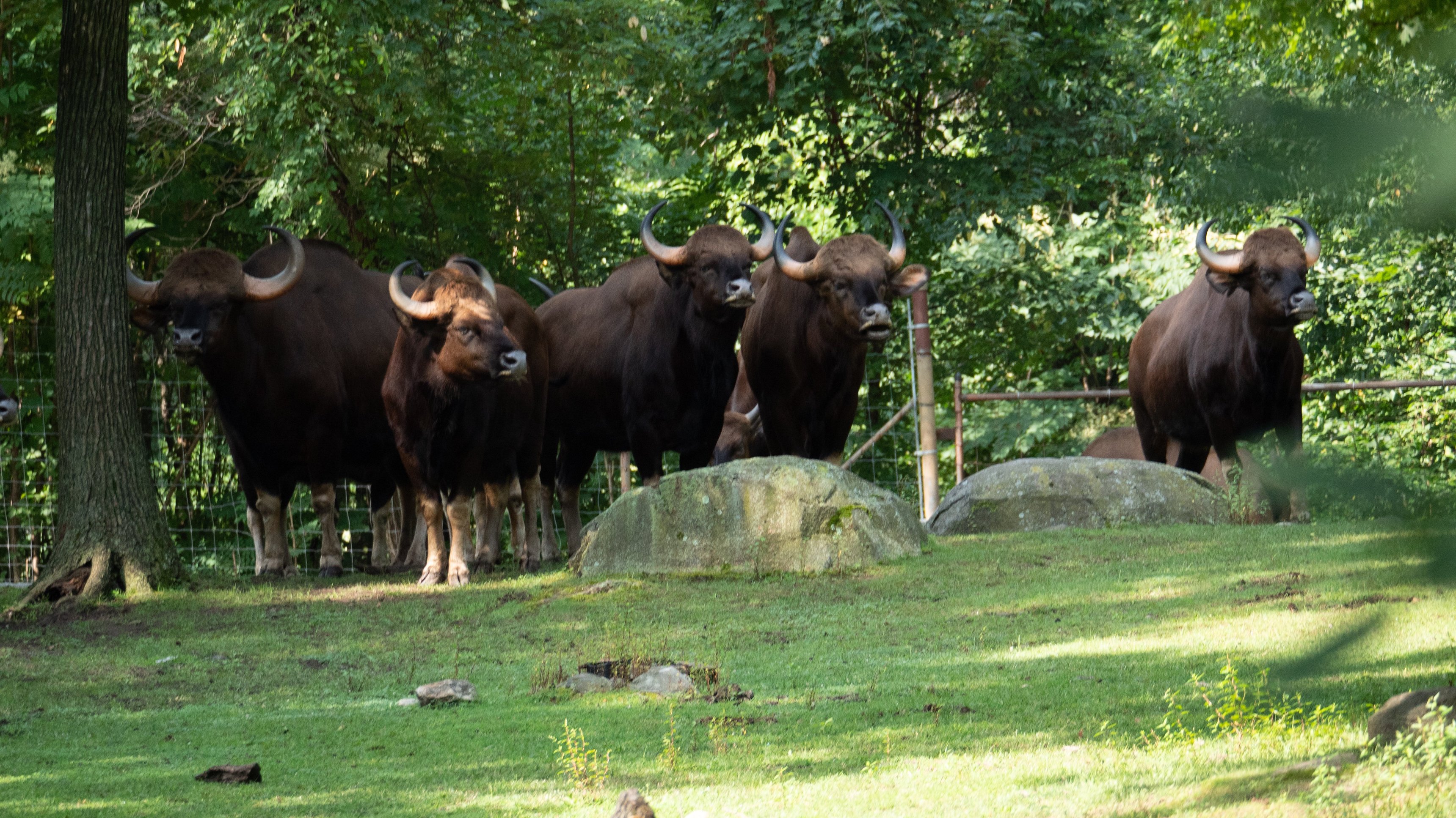 6. The Great Gaur Move