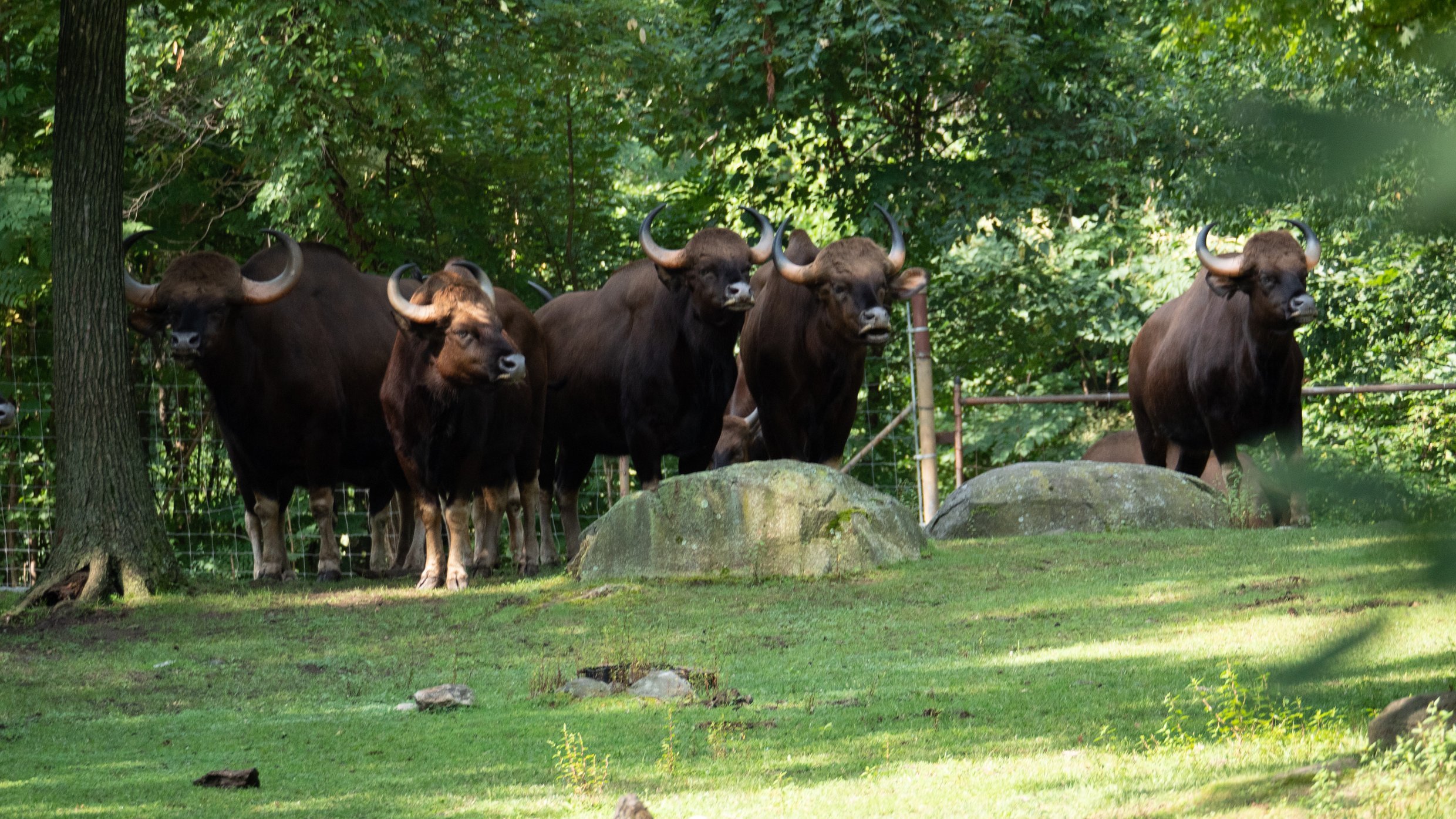 6. The Great Gaur Move