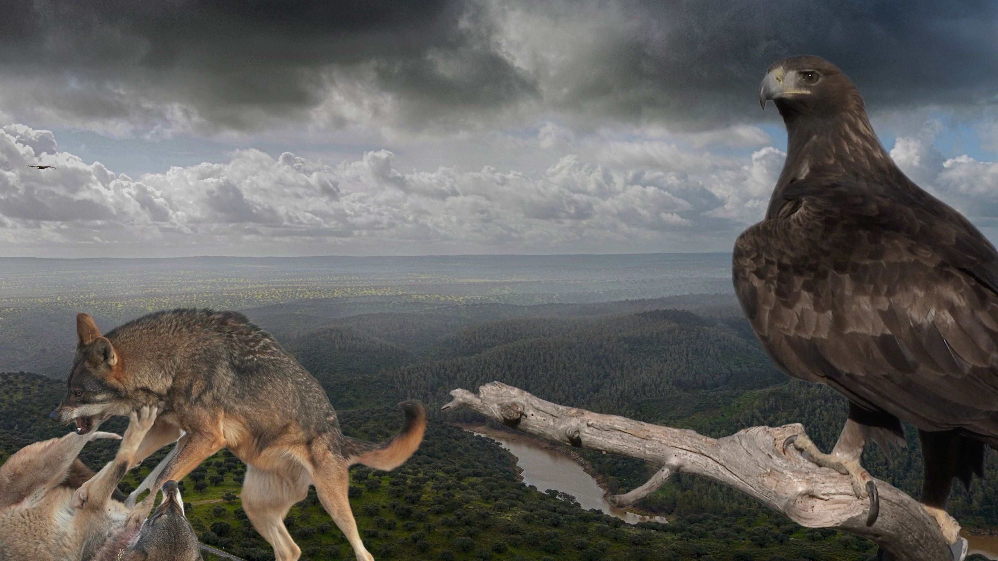 Wild Icons of Iberia