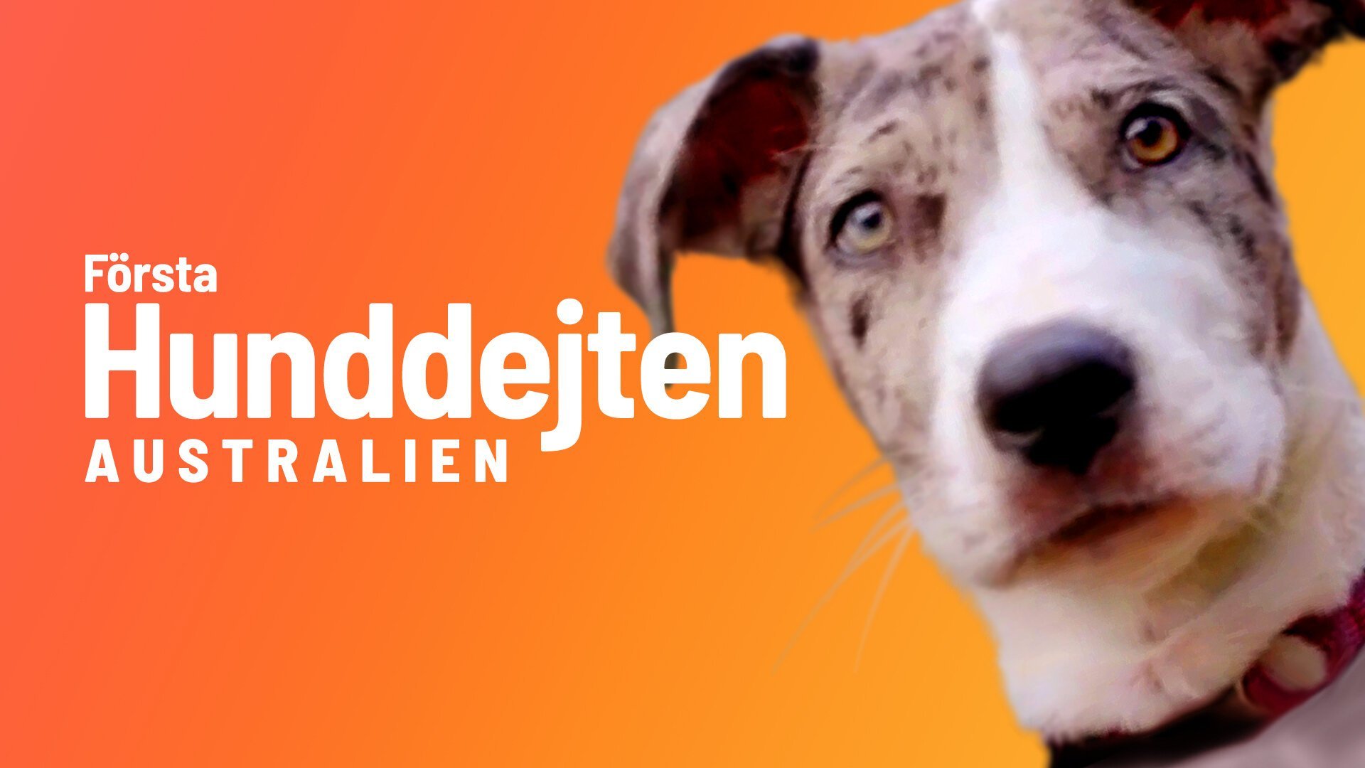Första hunddejten: Australien