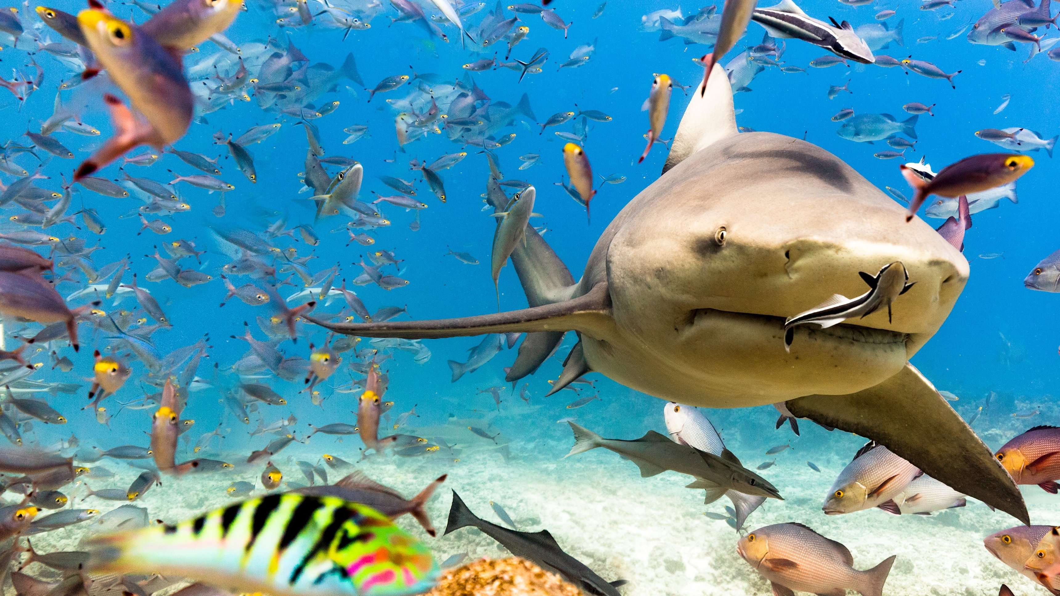 World's Biggest Bullshark