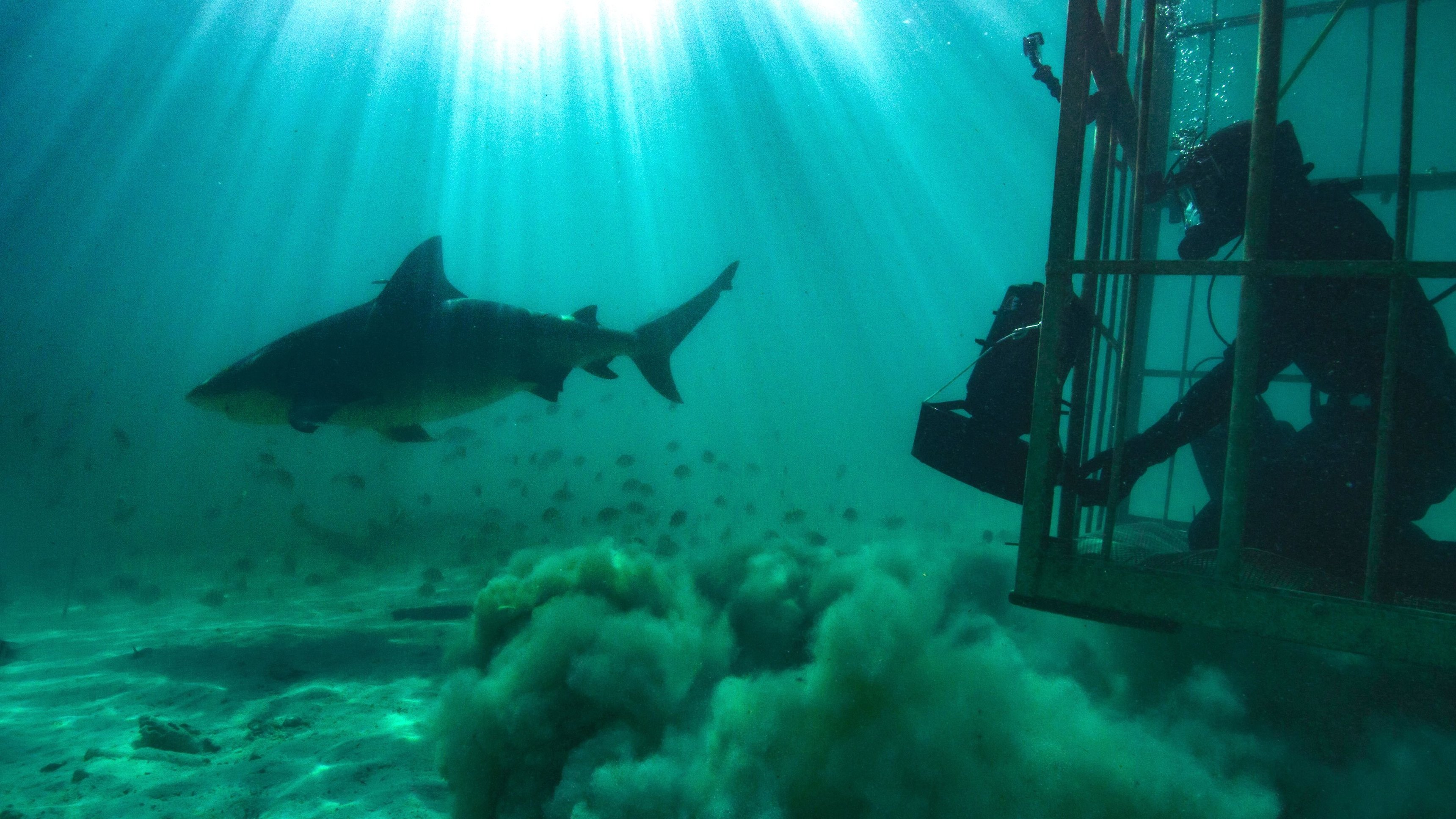 Volcano Sharks