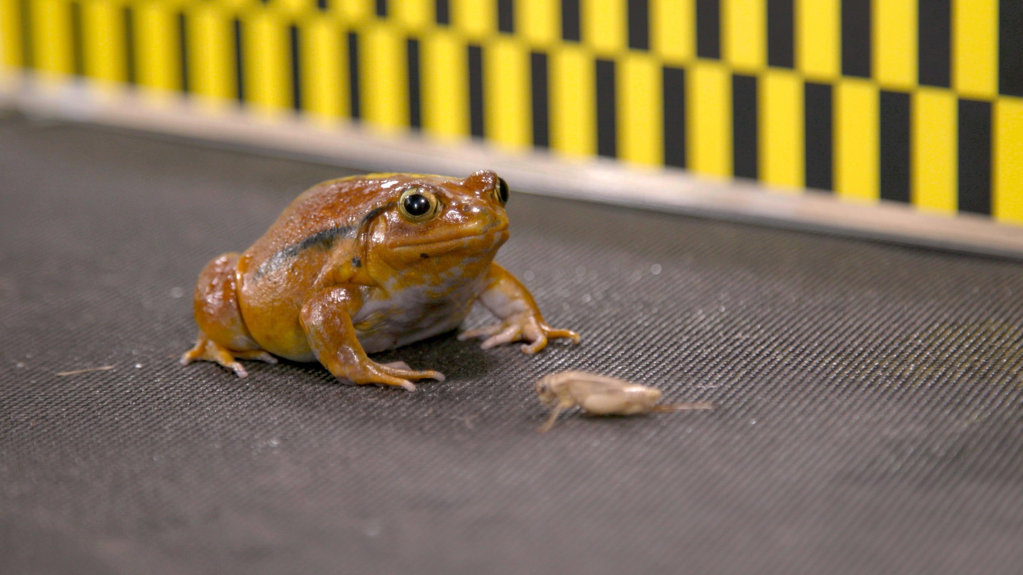 4. Alien Amphibian
