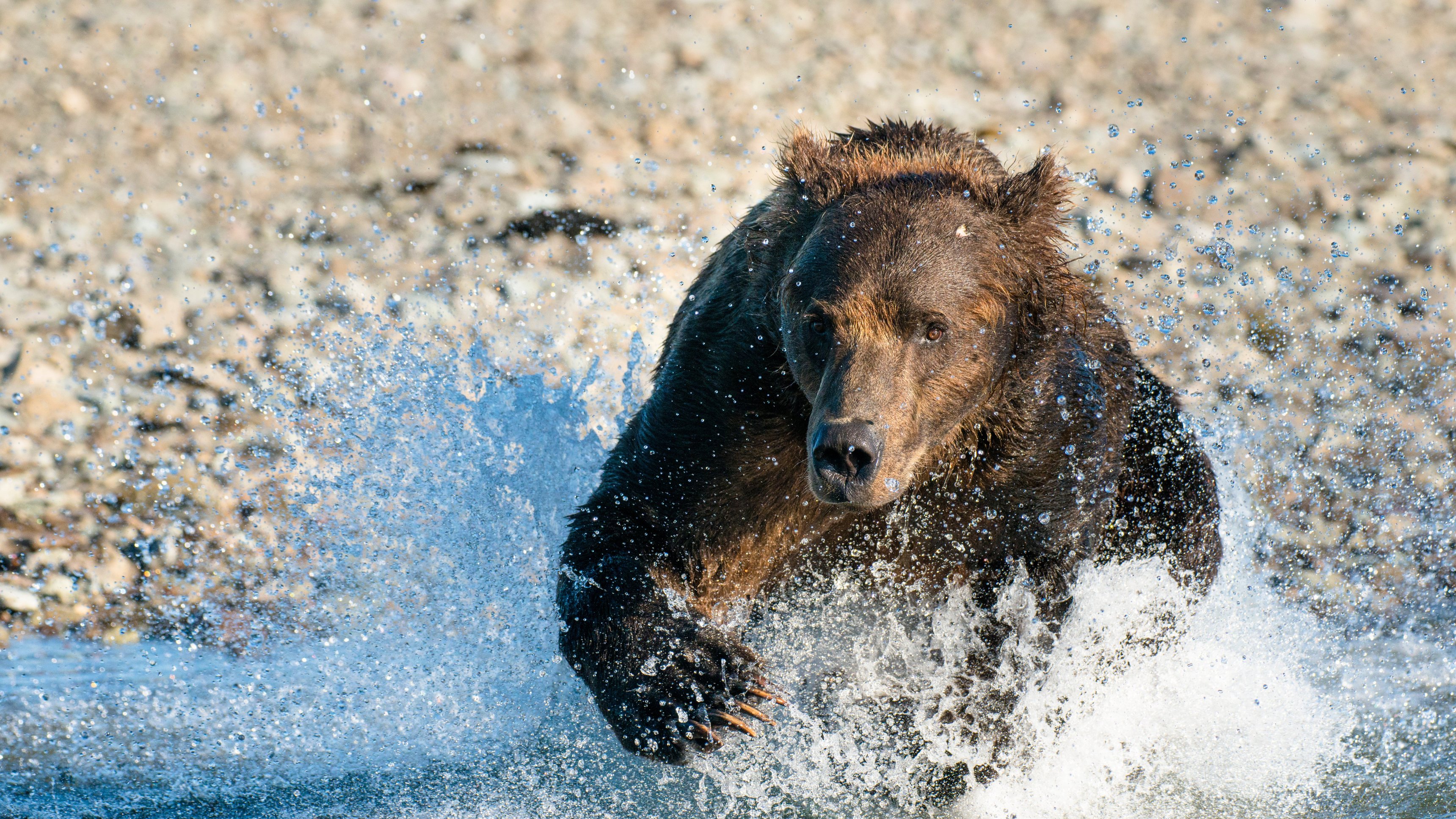 4. Tidvattenområden