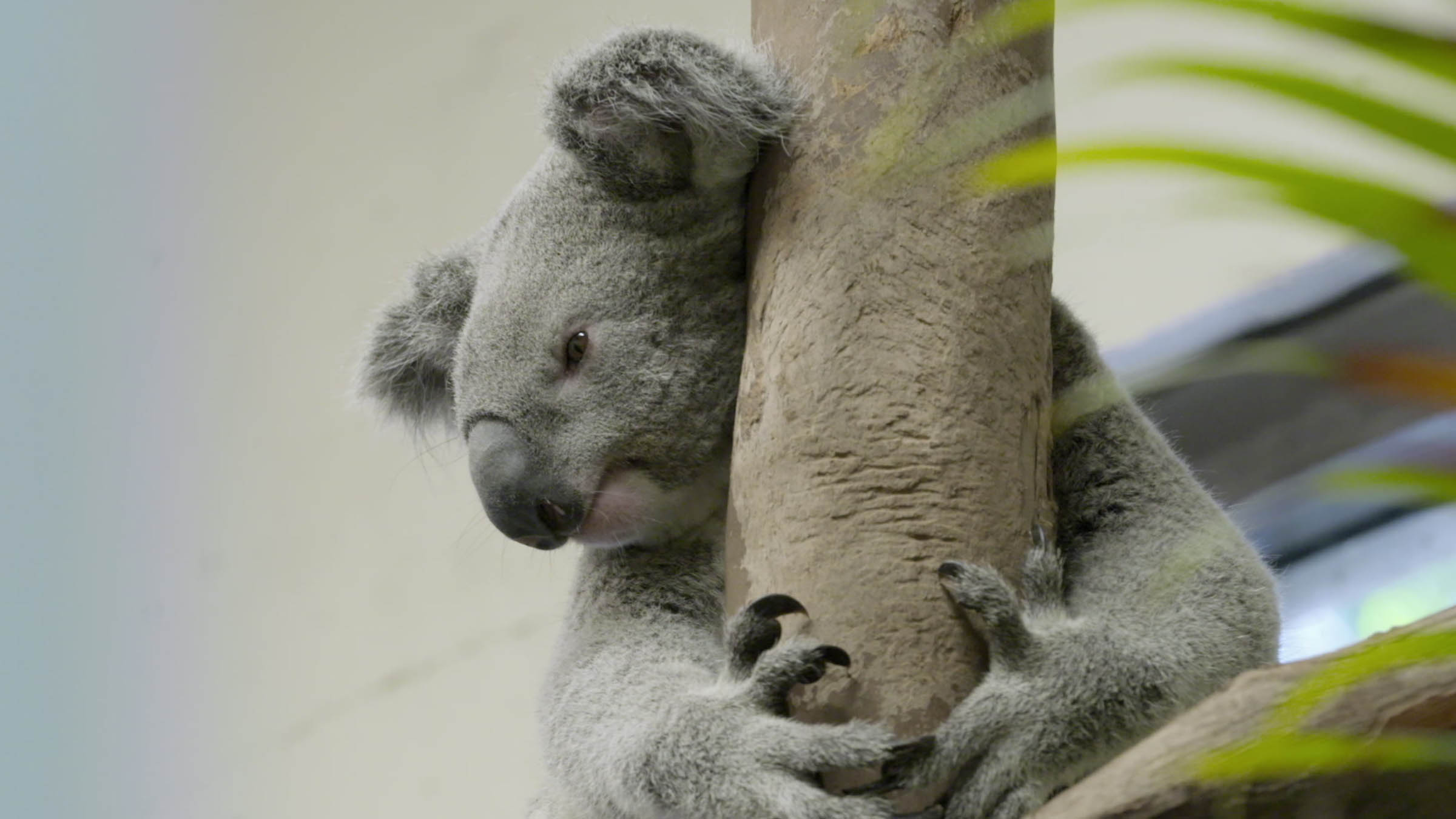 Secrets of the Zoo: Tampa the Wild Side Updates