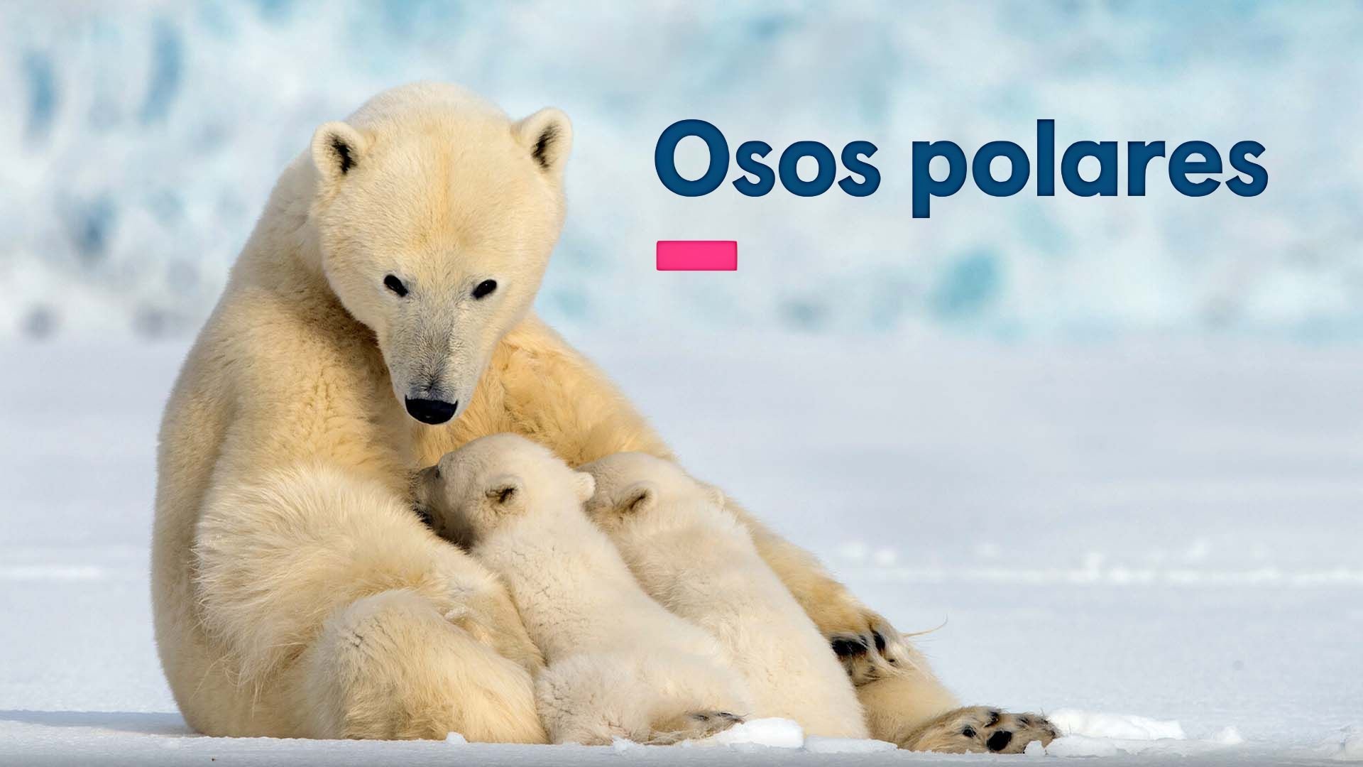 Den vida naturen: Isbjörnsfamiljens år