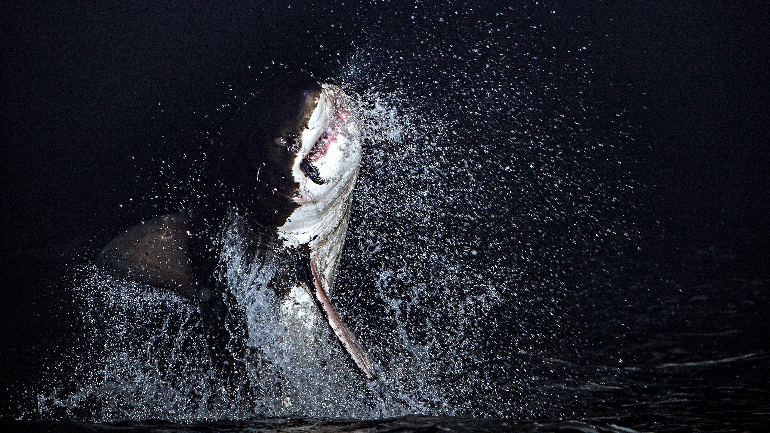 Air Jaws: Night Stalker
