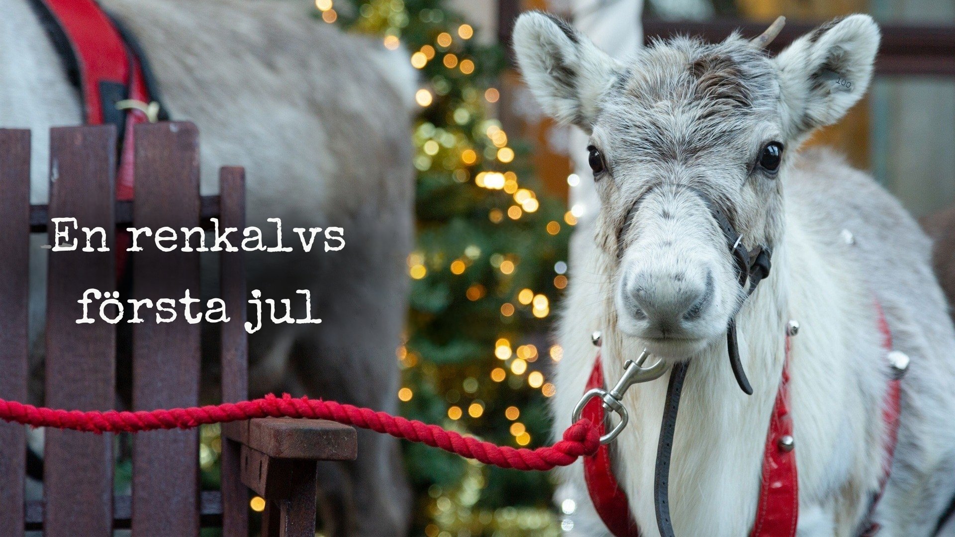 En renkalvs första jul