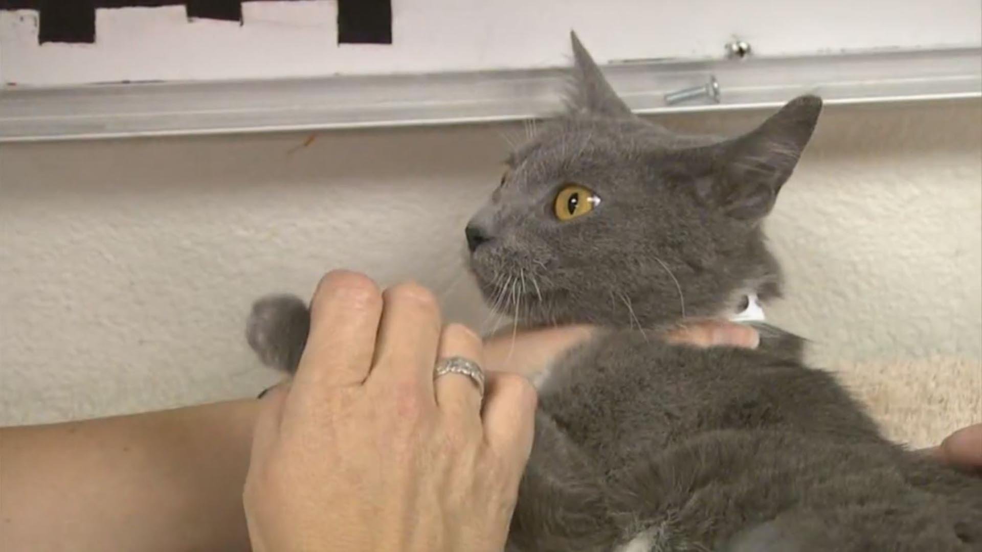 11. A Voice for the Victim