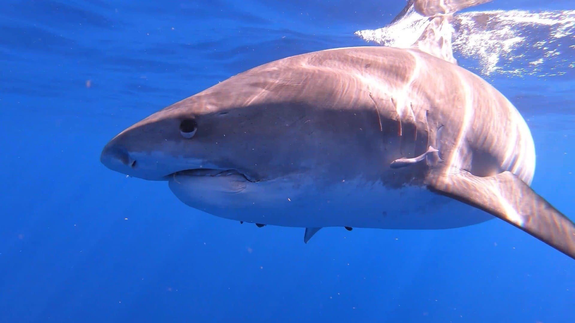 The Sharks of Hawaii