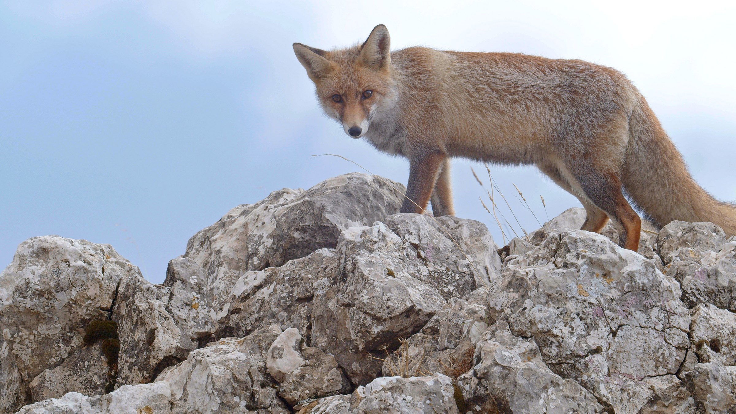 Det vilda Medelhavet